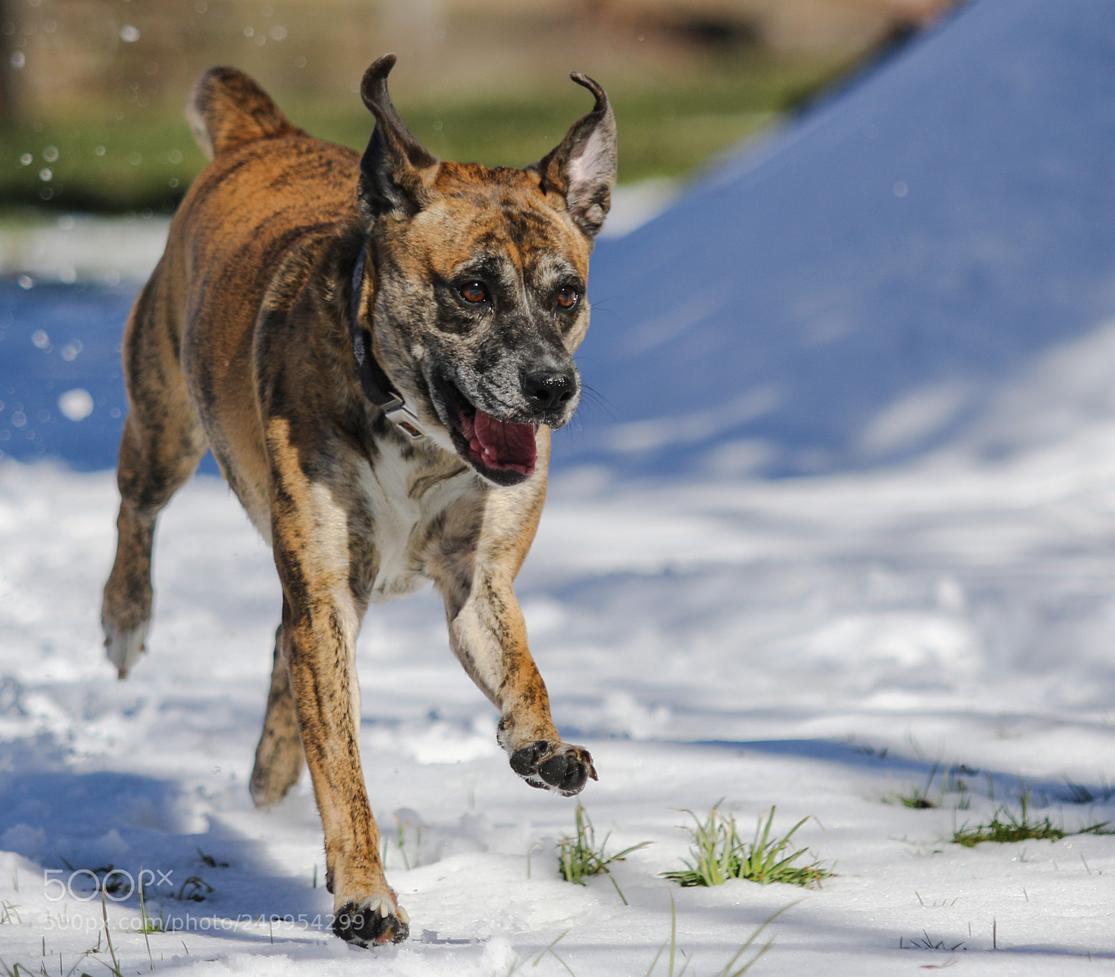 Canon EOS 7D Mark II sample photo. Pup outside photography