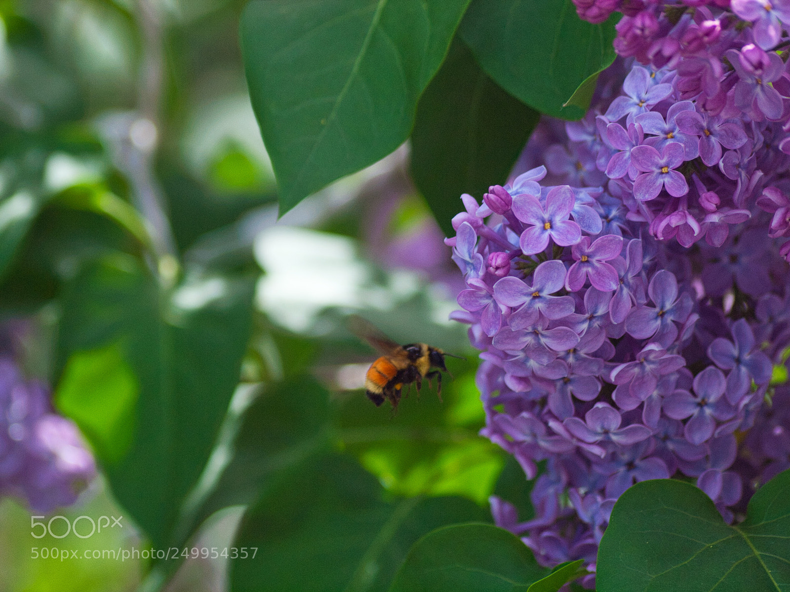 Olympus E-620 (EVOLT E-620) sample photo. Ready to land photography