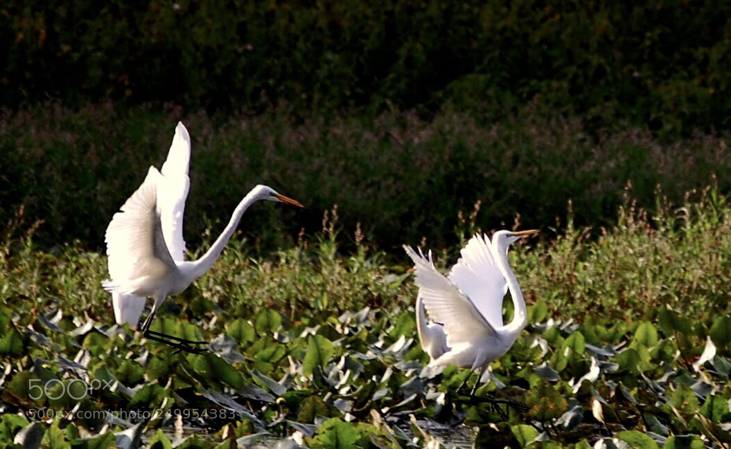 Nikon D40 sample photo. Untitled photography