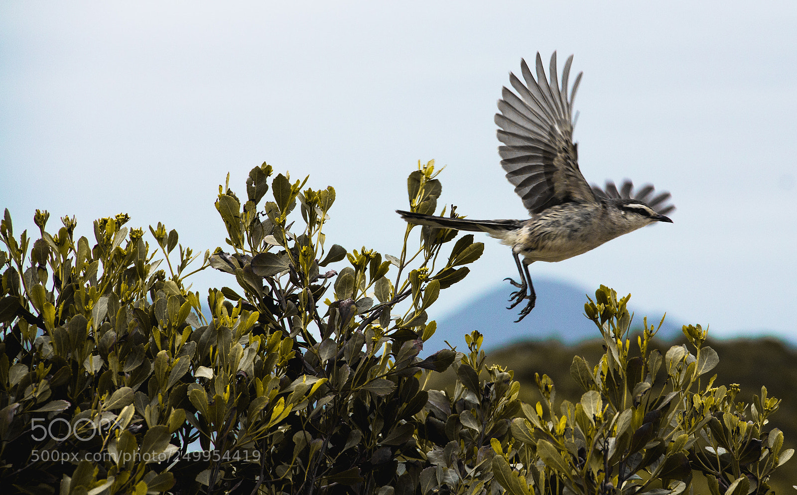Canon EOS 60D sample photo. De tudo um pouco photography