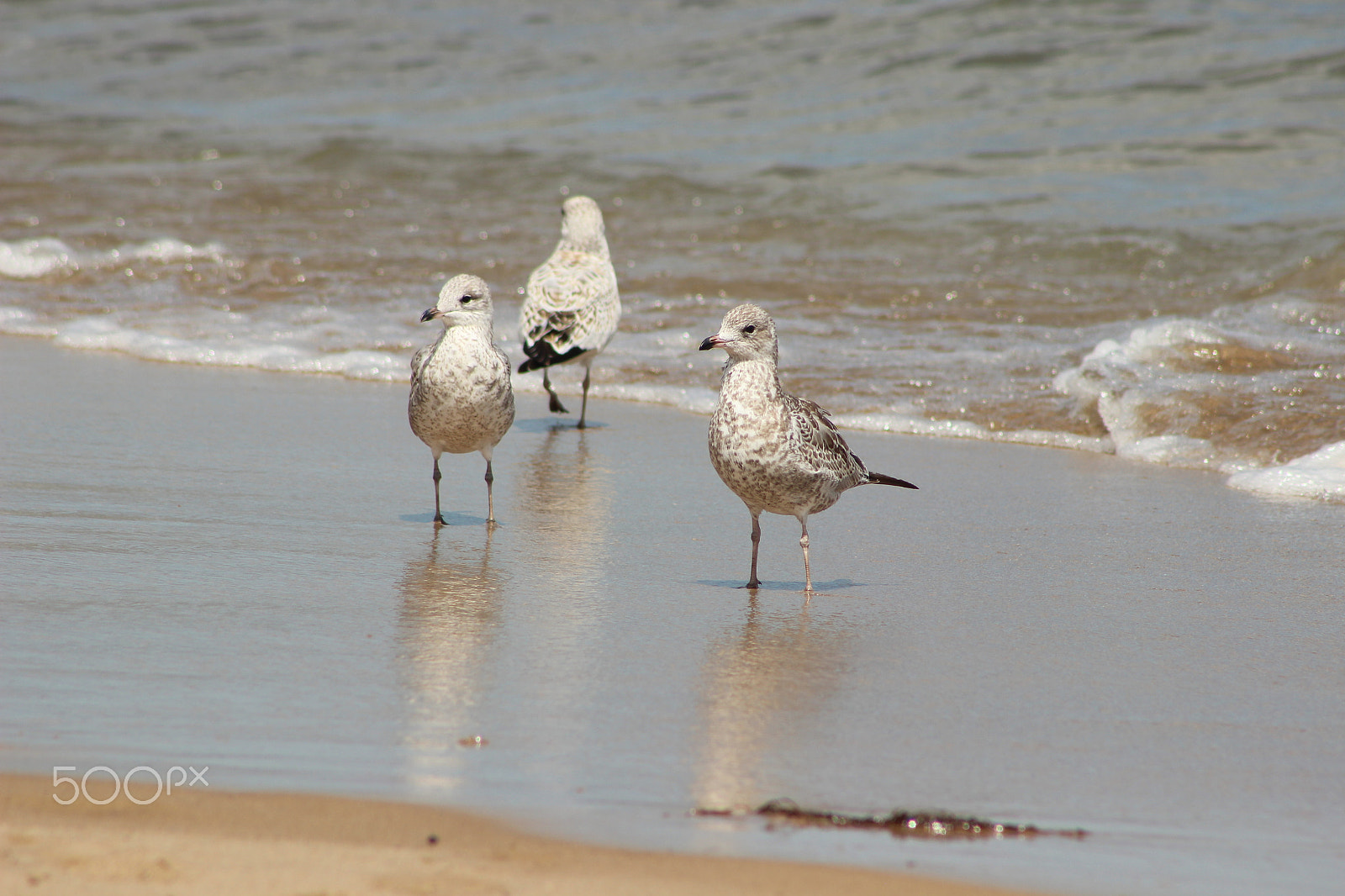 Canon EF 75-300mm f/4-5.6 sample photo. Seagulls photography