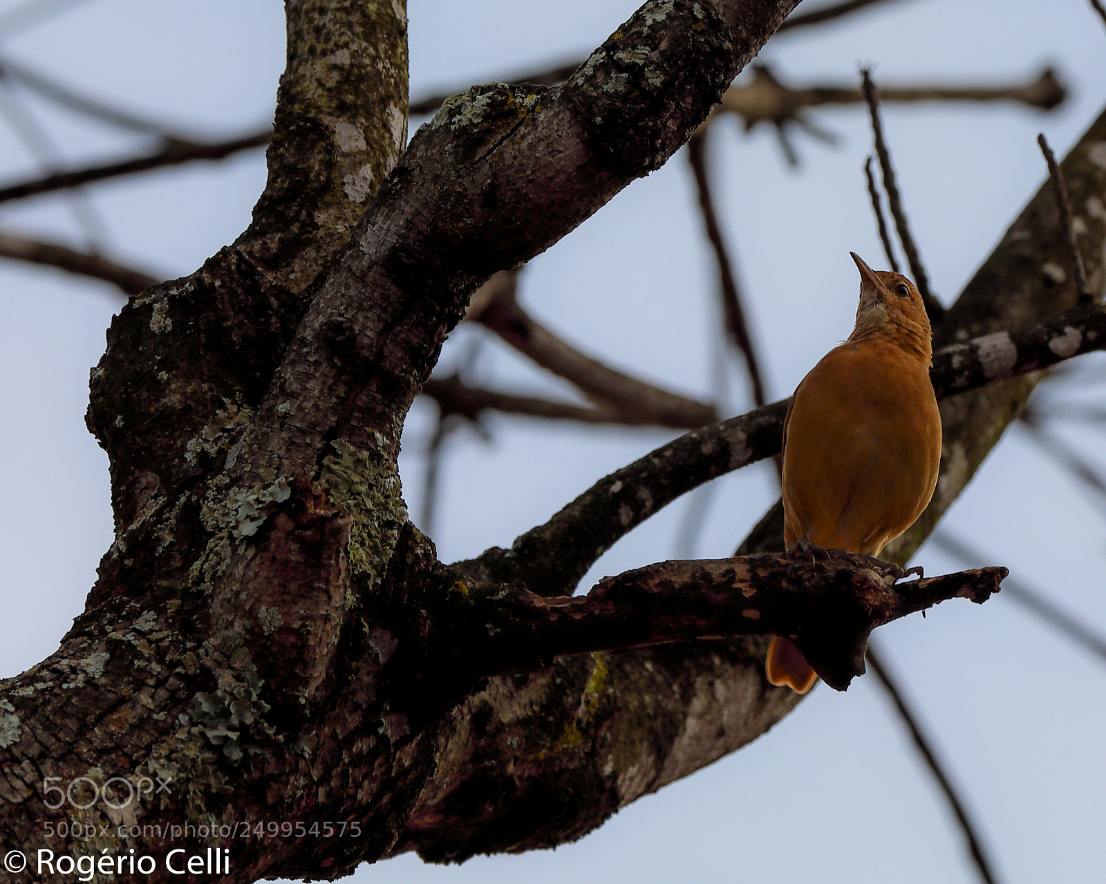 Canon EOS 5D Mark IV sample photo. Nature vibes | birds photography