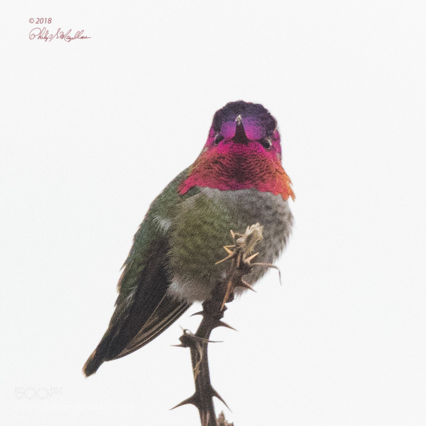 Nikon D500 sample photo. Male anna's perch photography