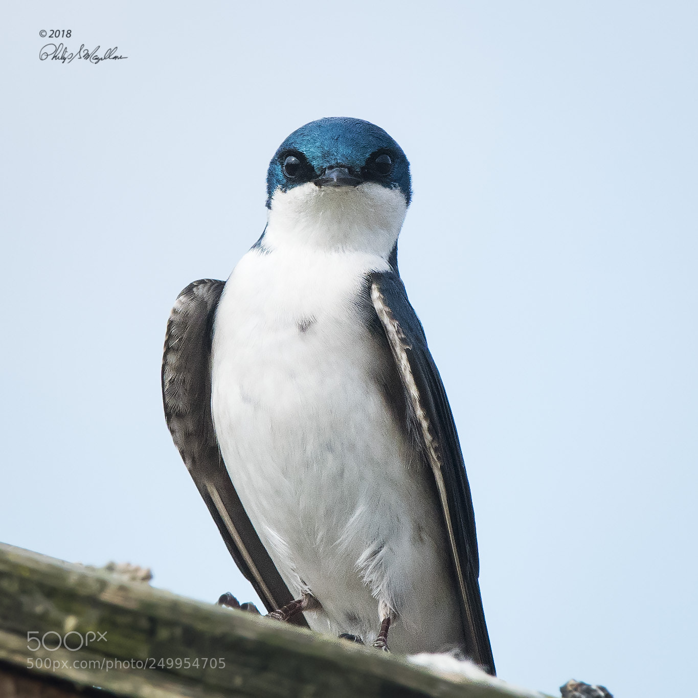 Nikon D500 sample photo. Tree swallow selfie photography