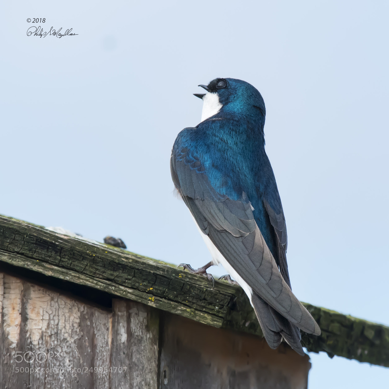 Nikon D500 sample photo. Tree swallow on nest photography