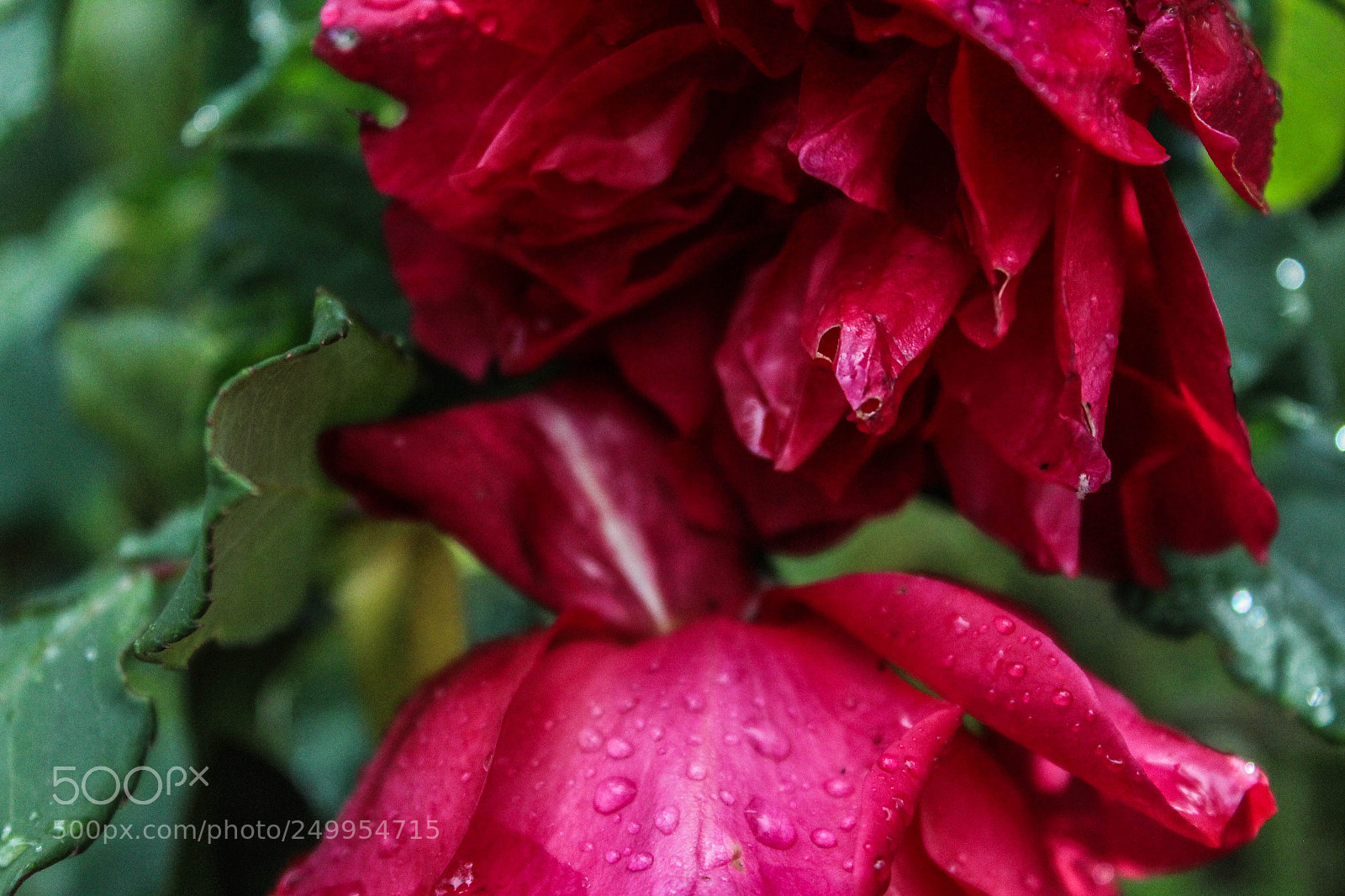 Canon EOS 1300D (EOS Rebel T6 / EOS Kiss X80) sample photo. Roses are red photography