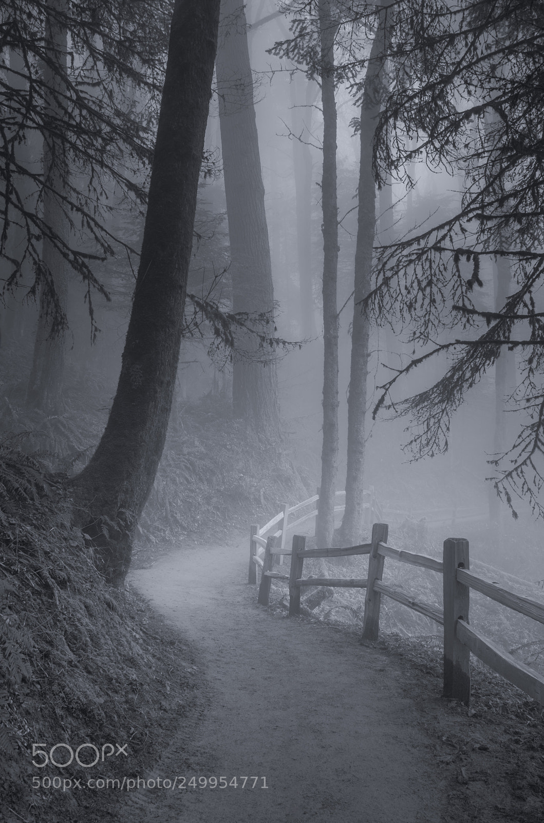 Nikon D7000 sample photo. Misty morning trail photography