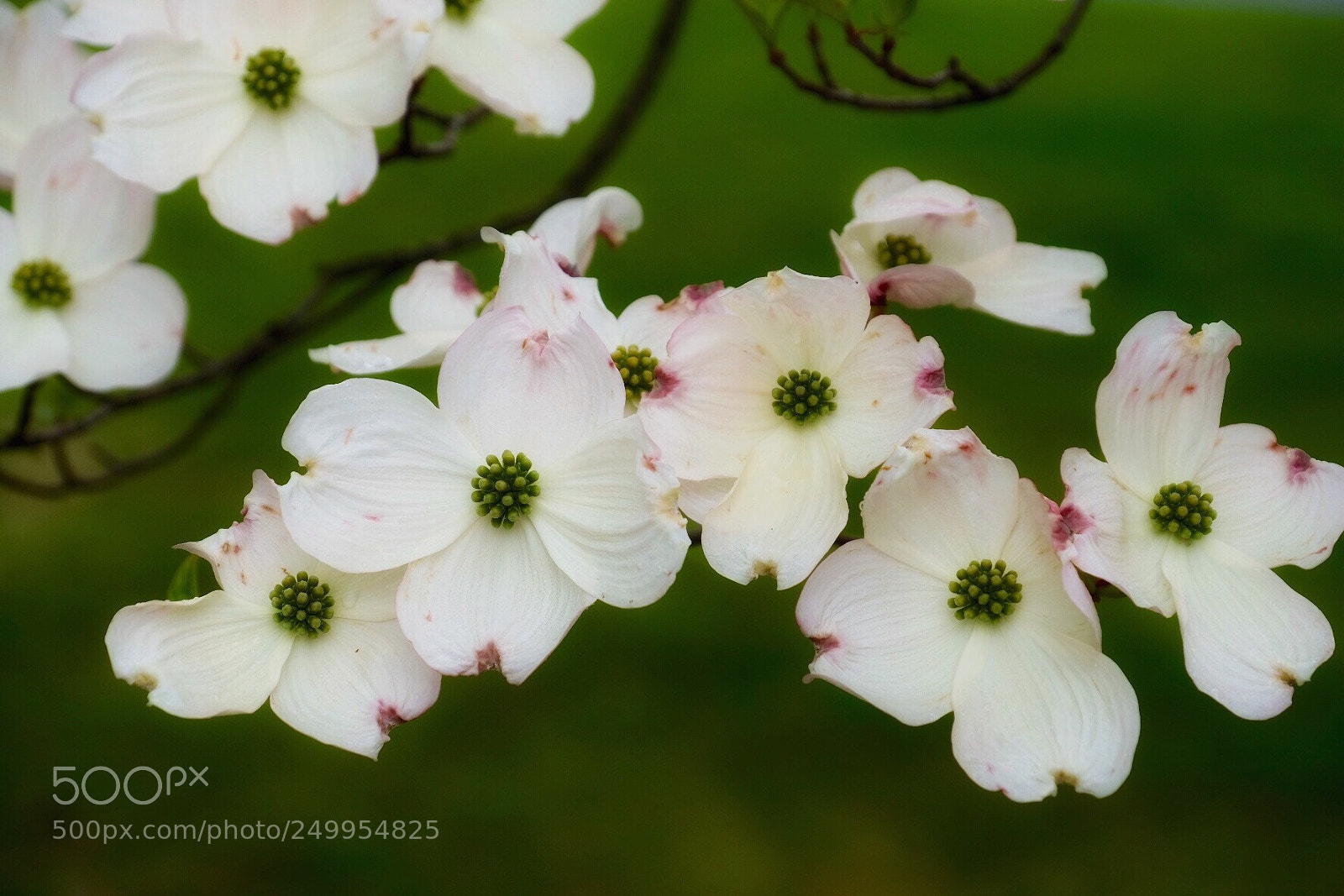 Fujifilm X-Pro2 sample photo. Dogwood photography