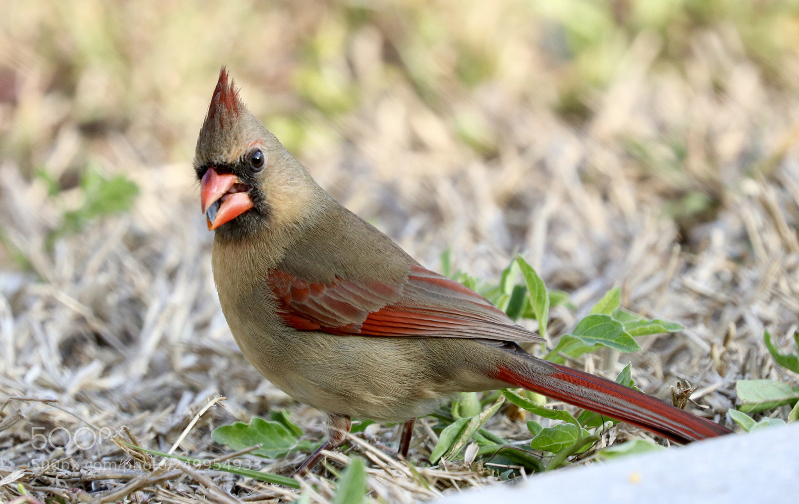 Canon EOS 80D sample photo. Feamale cardinal photography