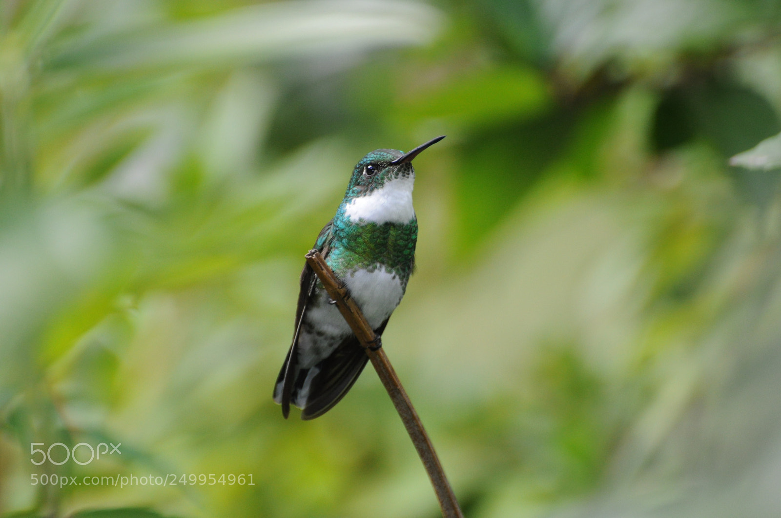 Nikon D90 sample photo. Colibri observador photography