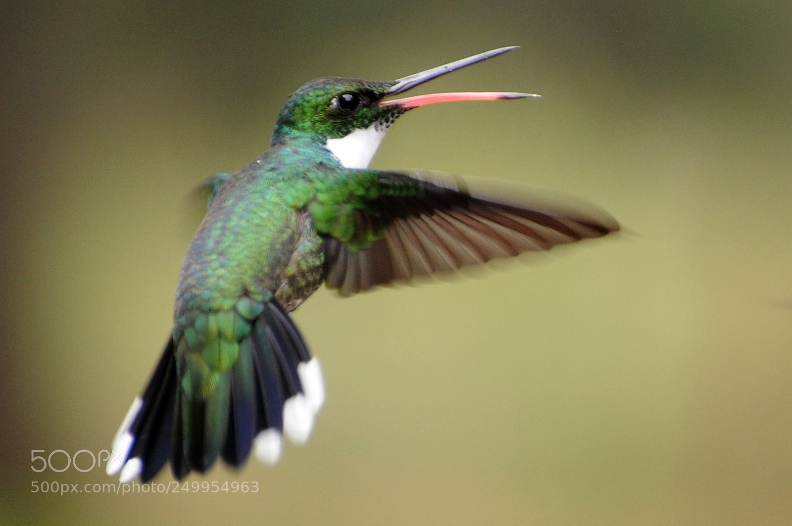 Nikon D90 sample photo. Colibri rie photography