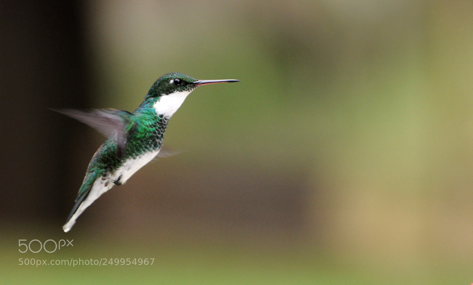 Nikon D90 sample photo. Colibri vuelo photography
