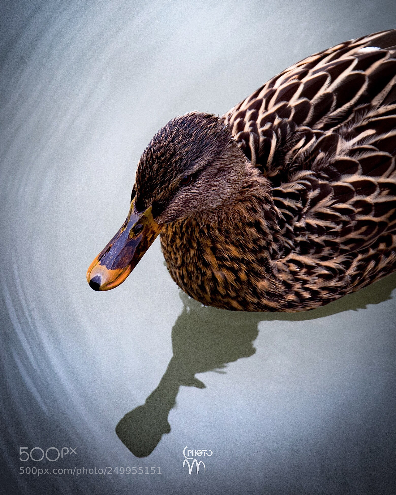 Canon EOS 6D Mark II sample photo. Untitled photography