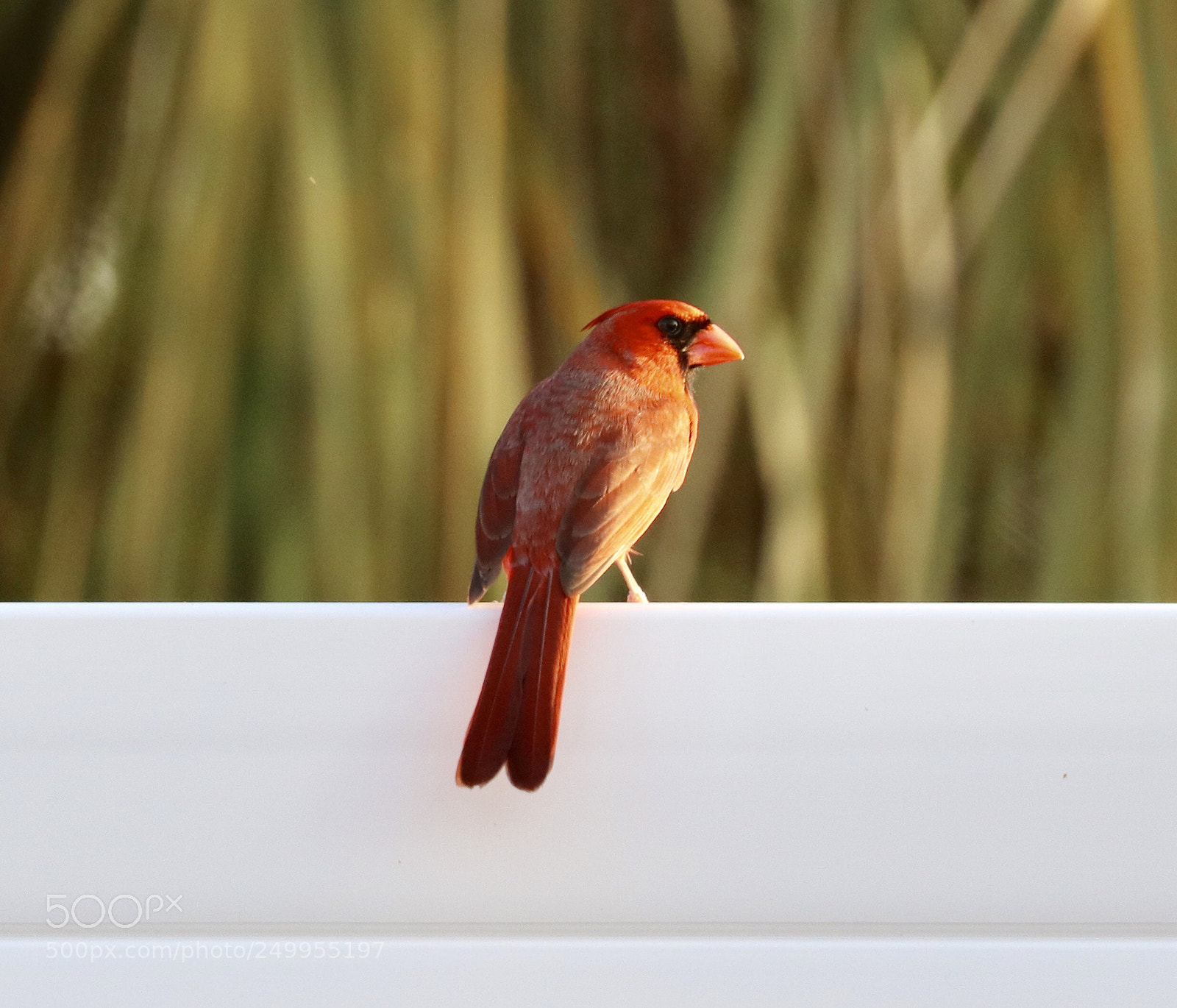 Canon EOS 80D sample photo. Male cardinal  photography
