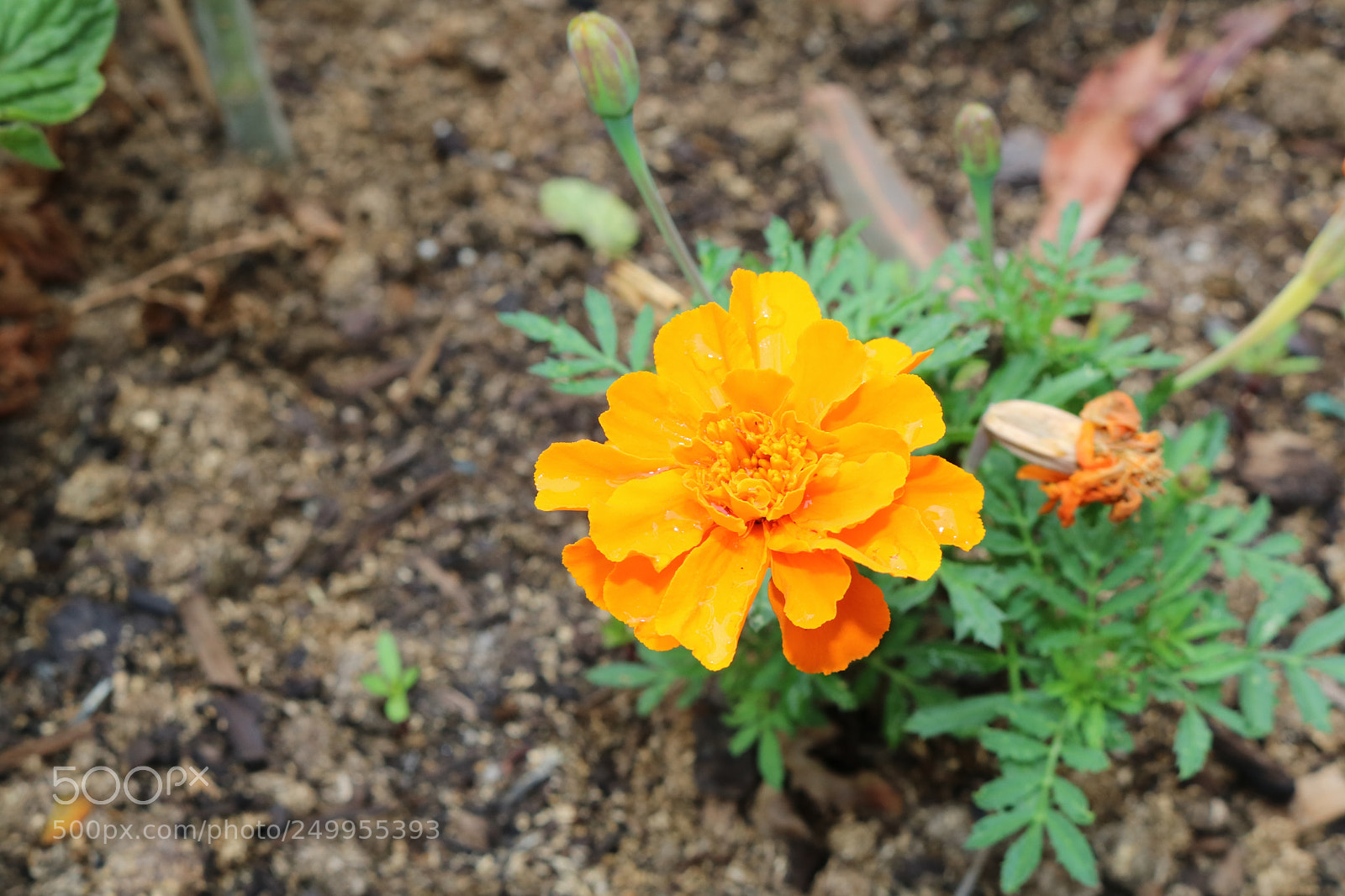 Canon EOS 750D (EOS Rebel T6i / EOS Kiss X8i) sample photo. Orange blossom photography