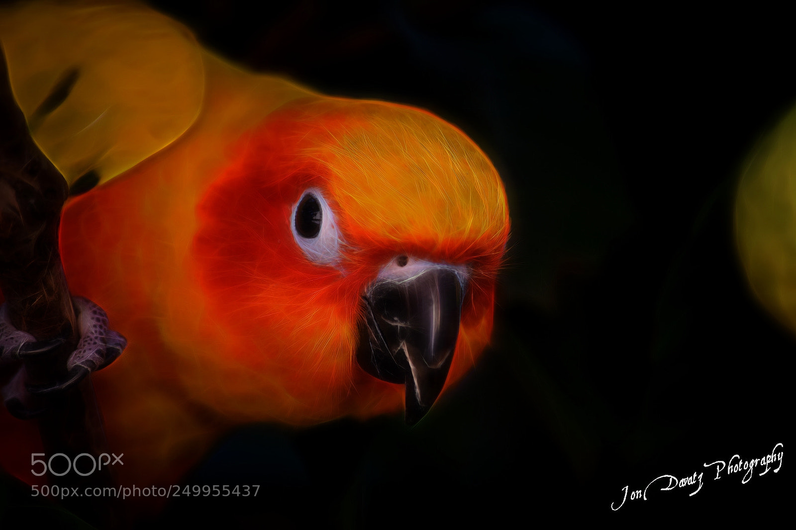 Nikon D5300 sample photo. Sun conure photography