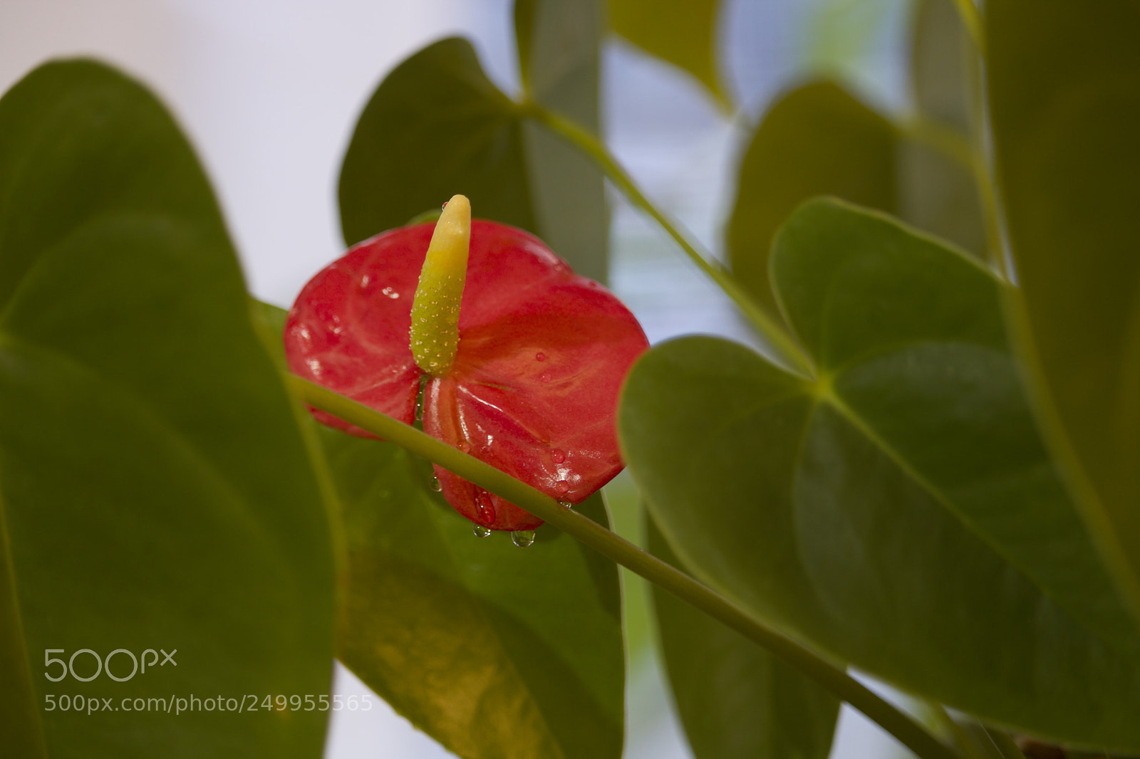 Canon EOS 750D (EOS Rebel T6i / EOS Kiss X8i) sample photo. Anthurium plant photography