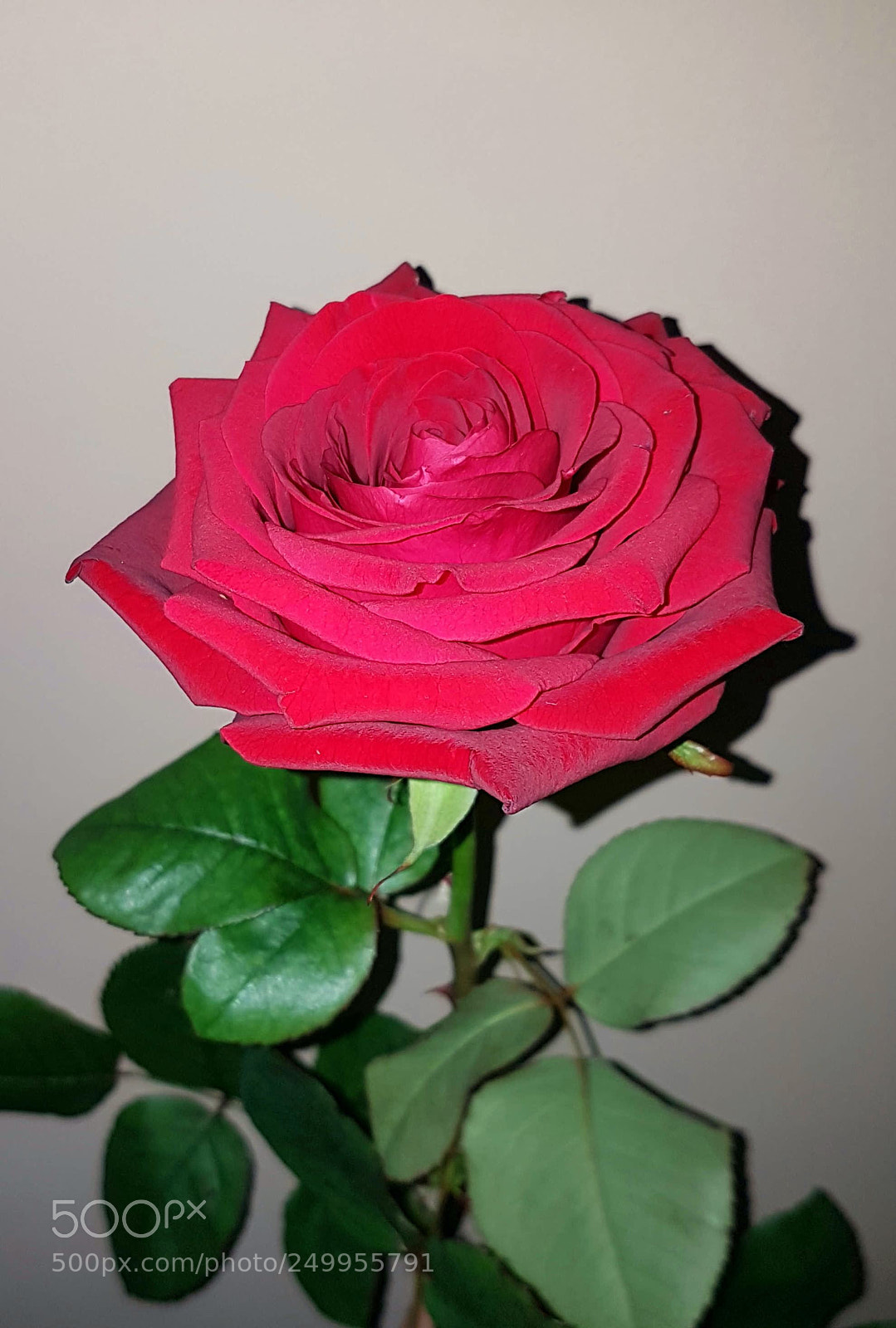 Samsung Galaxy S7 Edge sample photo. Untitled photography