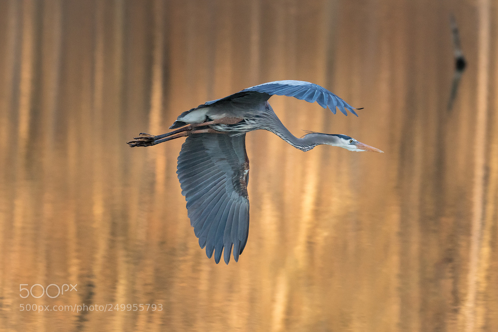 Canon EOS 7D Mark II sample photo. Great blue heron, on photography