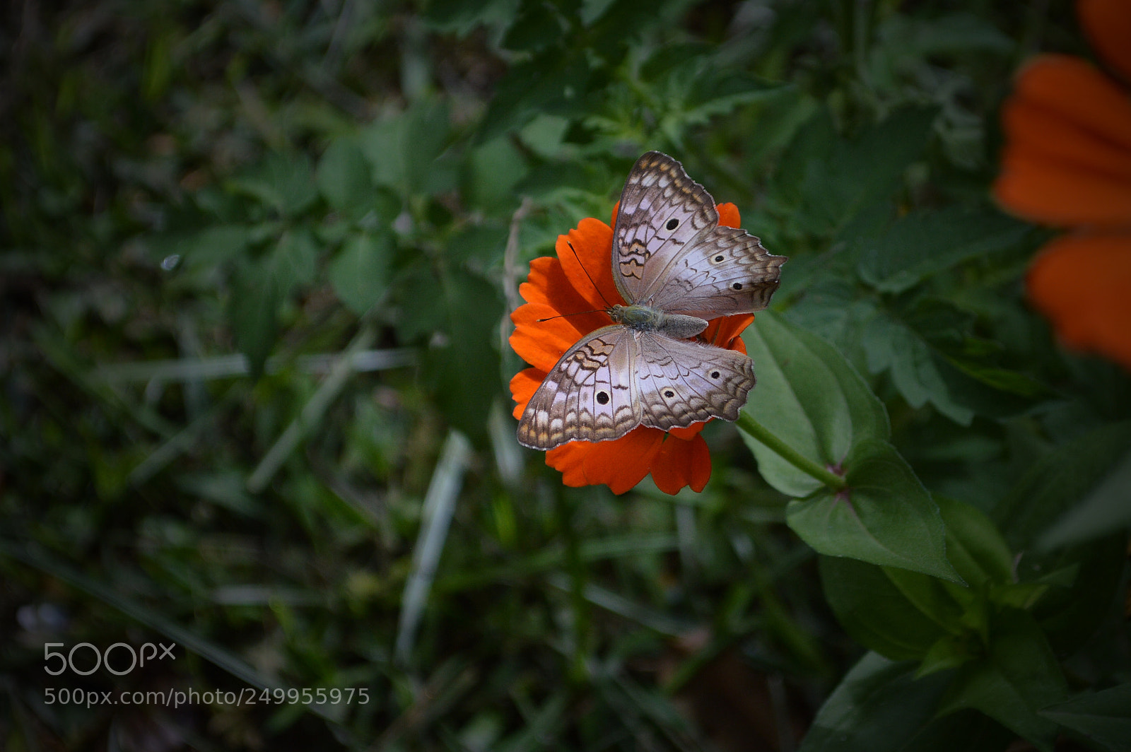 Nikon D3200 sample photo. Last days of spring photography