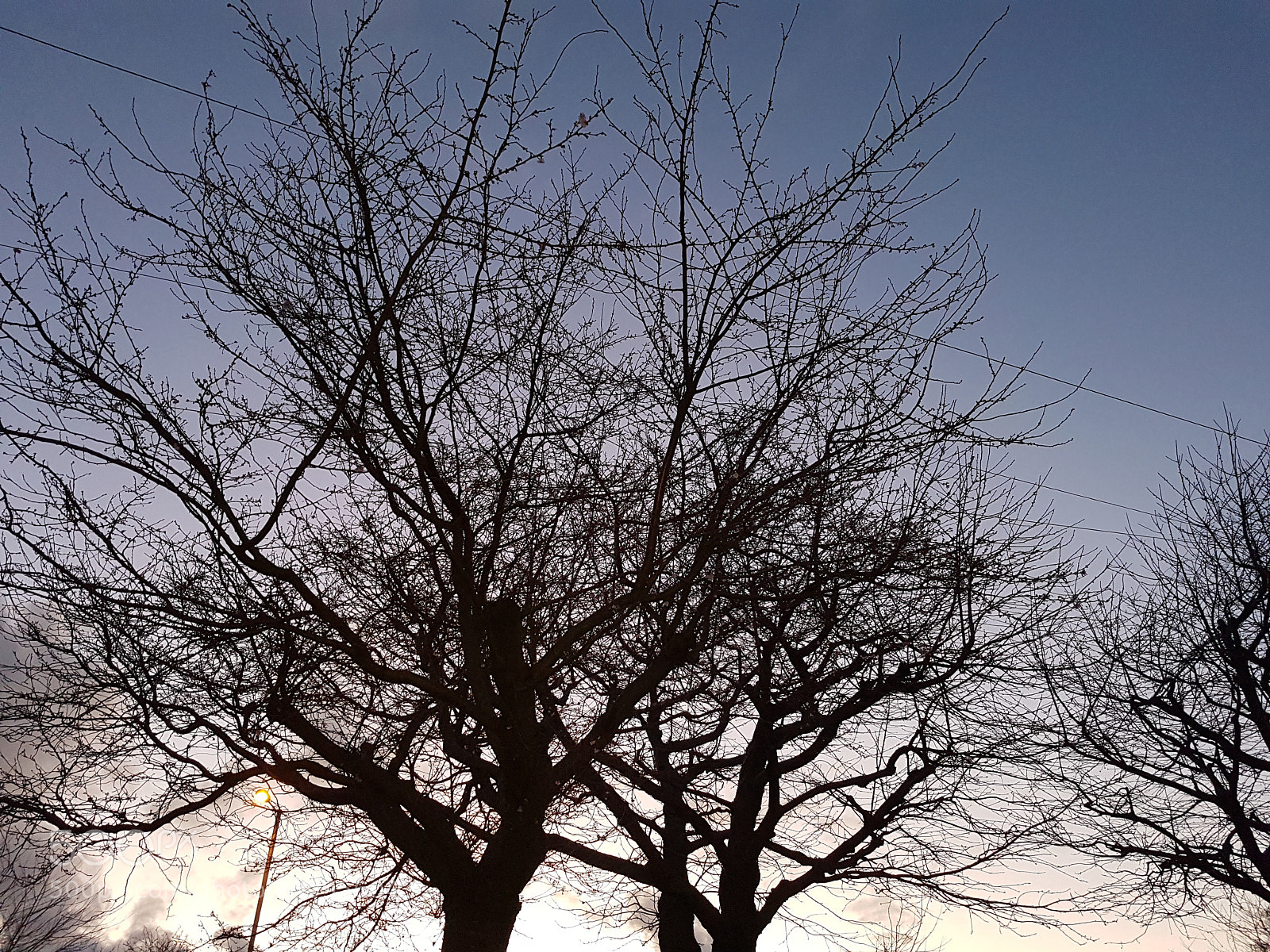 Samsung Galaxy S7 Edge sample photo. Sunset trees photography