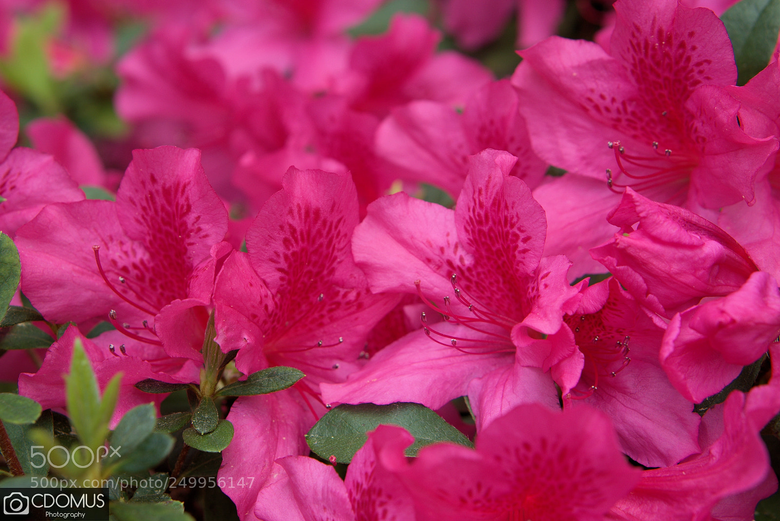 Sony a6000 sample photo. More azaleas! photography