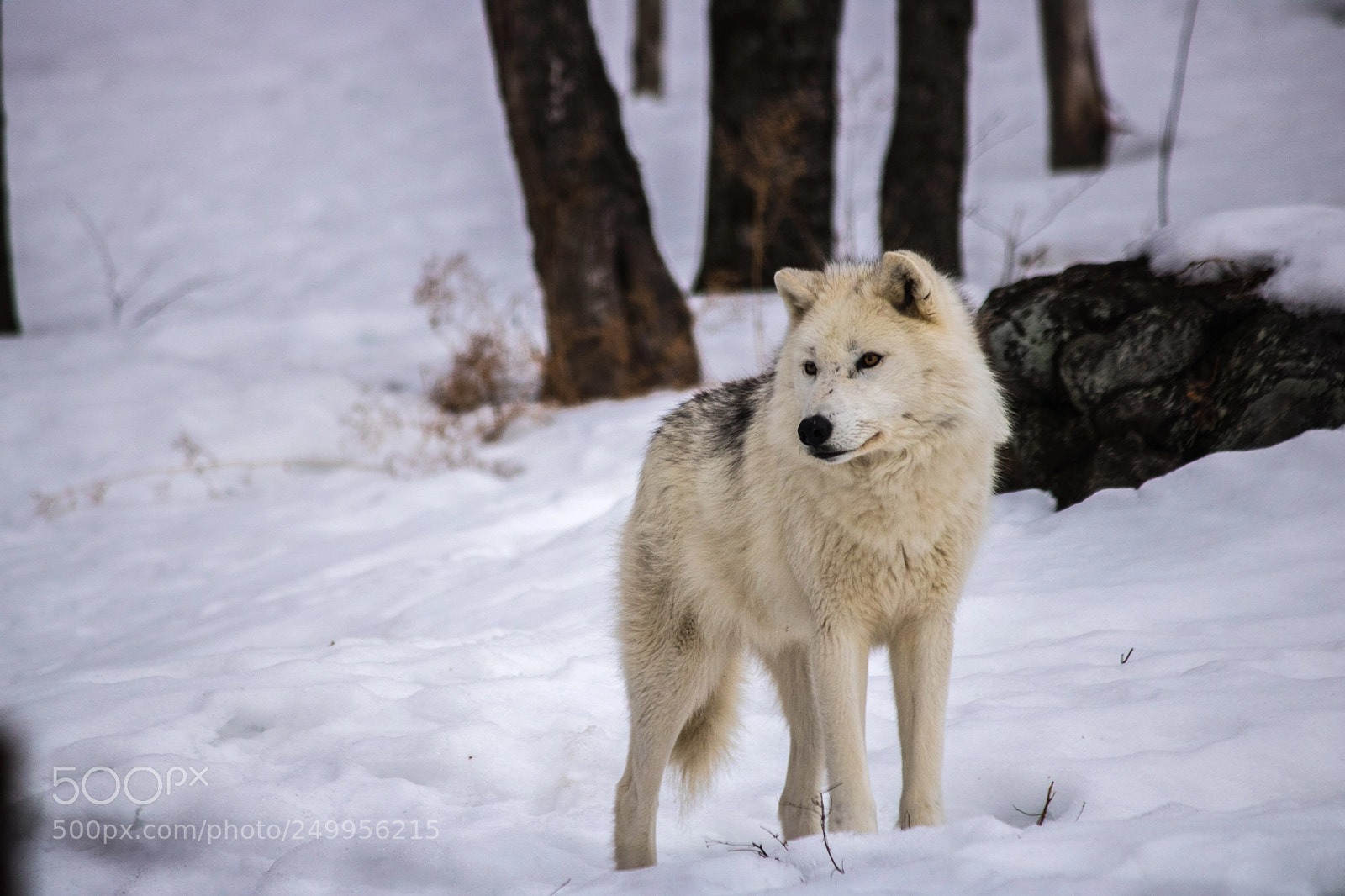 Canon EOS 750D (EOS Rebel T6i / EOS Kiss X8i) sample photo. Majestueux loup artic photography