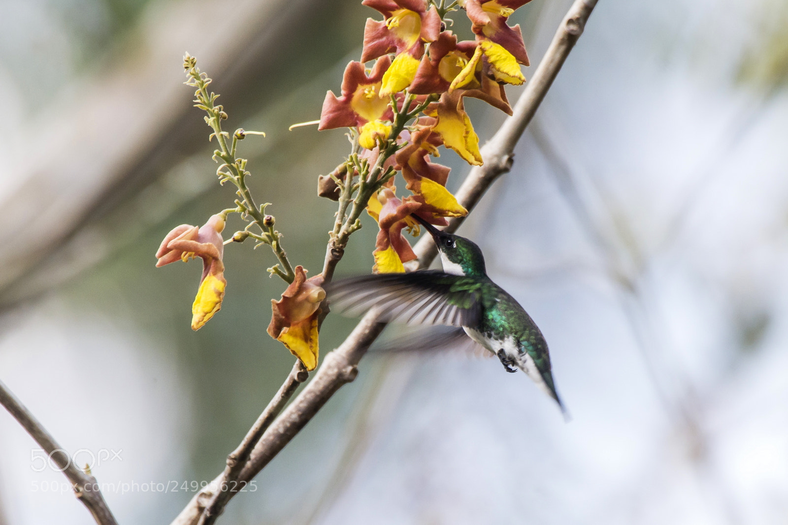 Nikon D800 sample photo. Beija-flor (trochilidae) | hummingbird photography