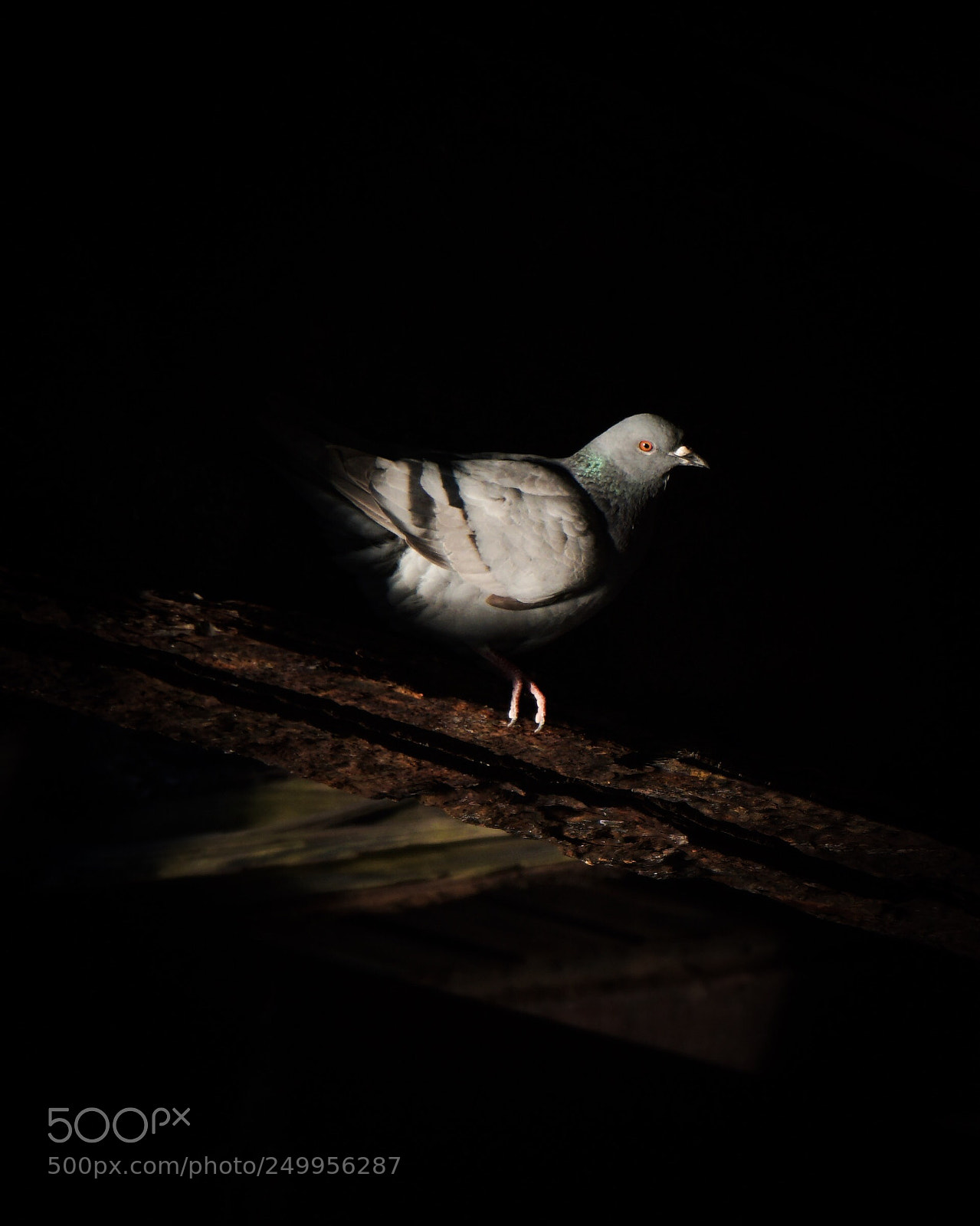 Sony a6300 sample photo. Pidgeon under a bridge photography