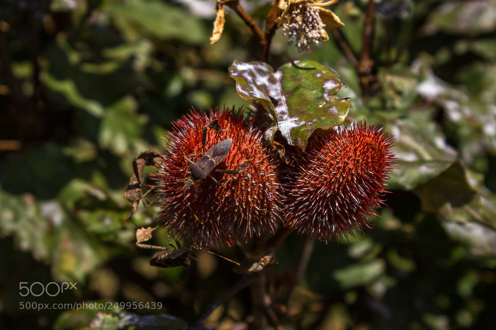 Canon EOS 1200D (EOS Rebel T5 / EOS Kiss X70 / EOS Hi) sample photo. Urucum photography