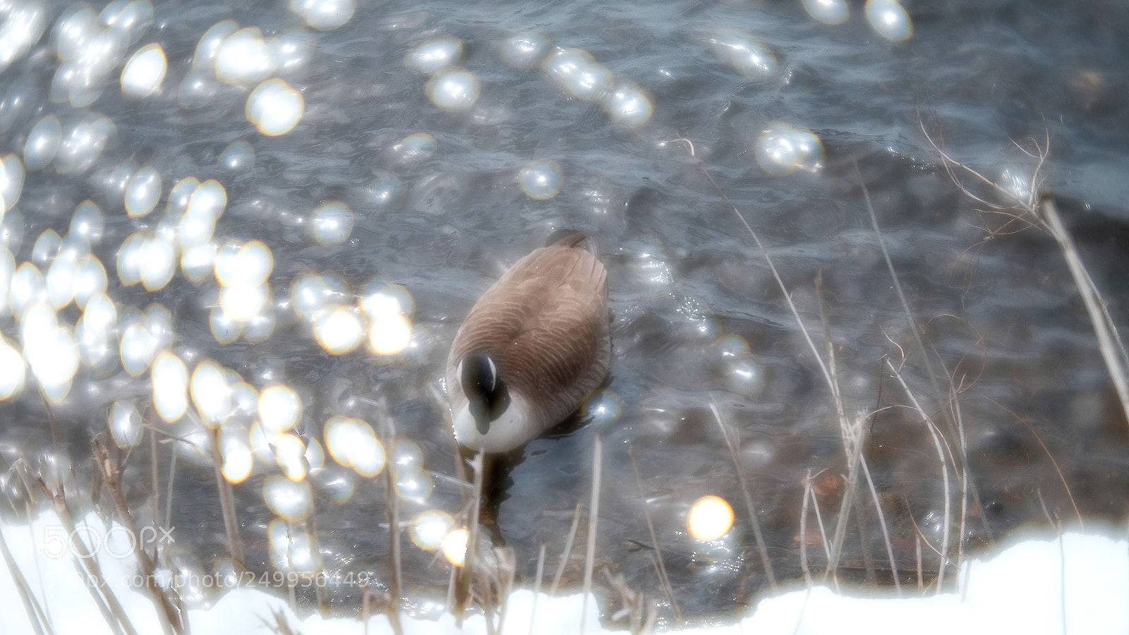 Fujifilm X-T10 sample photo. Geese and lensbaby photography