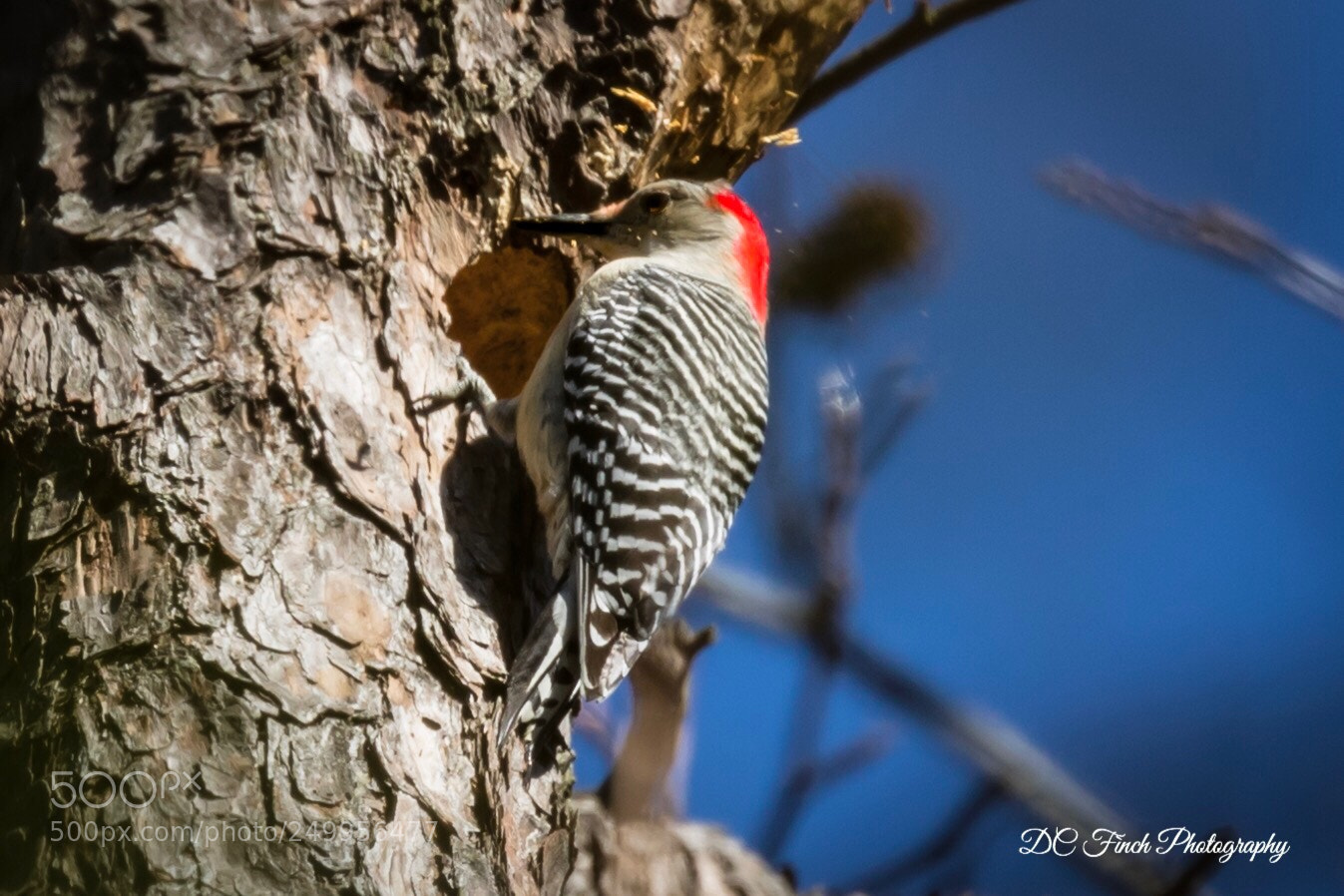 Canon EOS 5D Mark IV sample photo. Red bellied woodpecker  photography