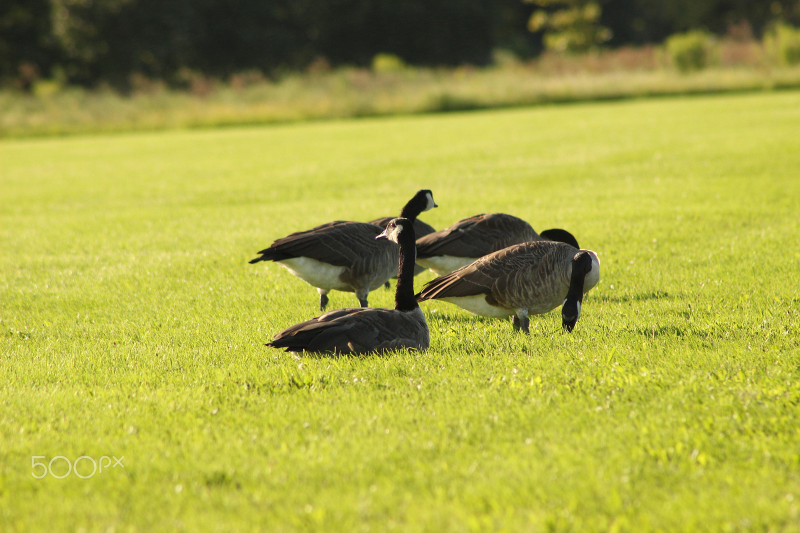 Canon EF 75-300mm f/4-5.6 sample photo. Geese photography