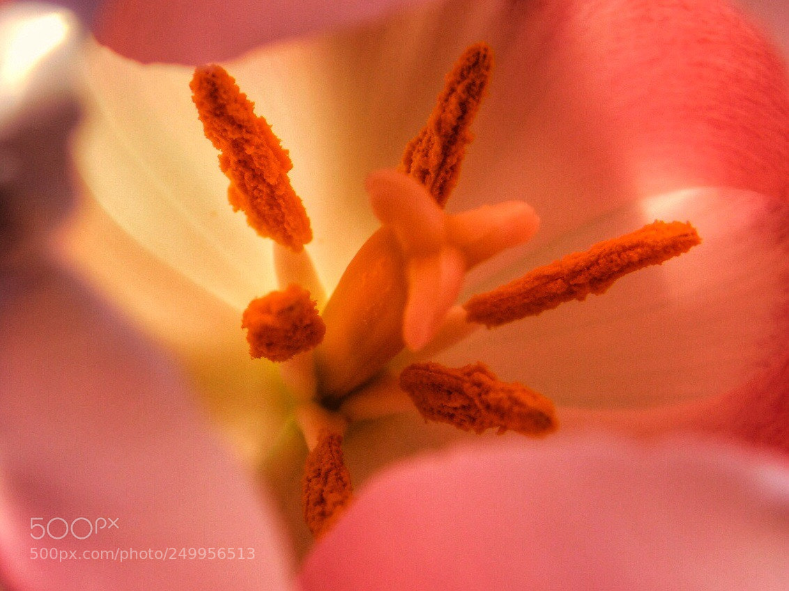 Nikon Coolpix B500 sample photo. Center of a tulip photography