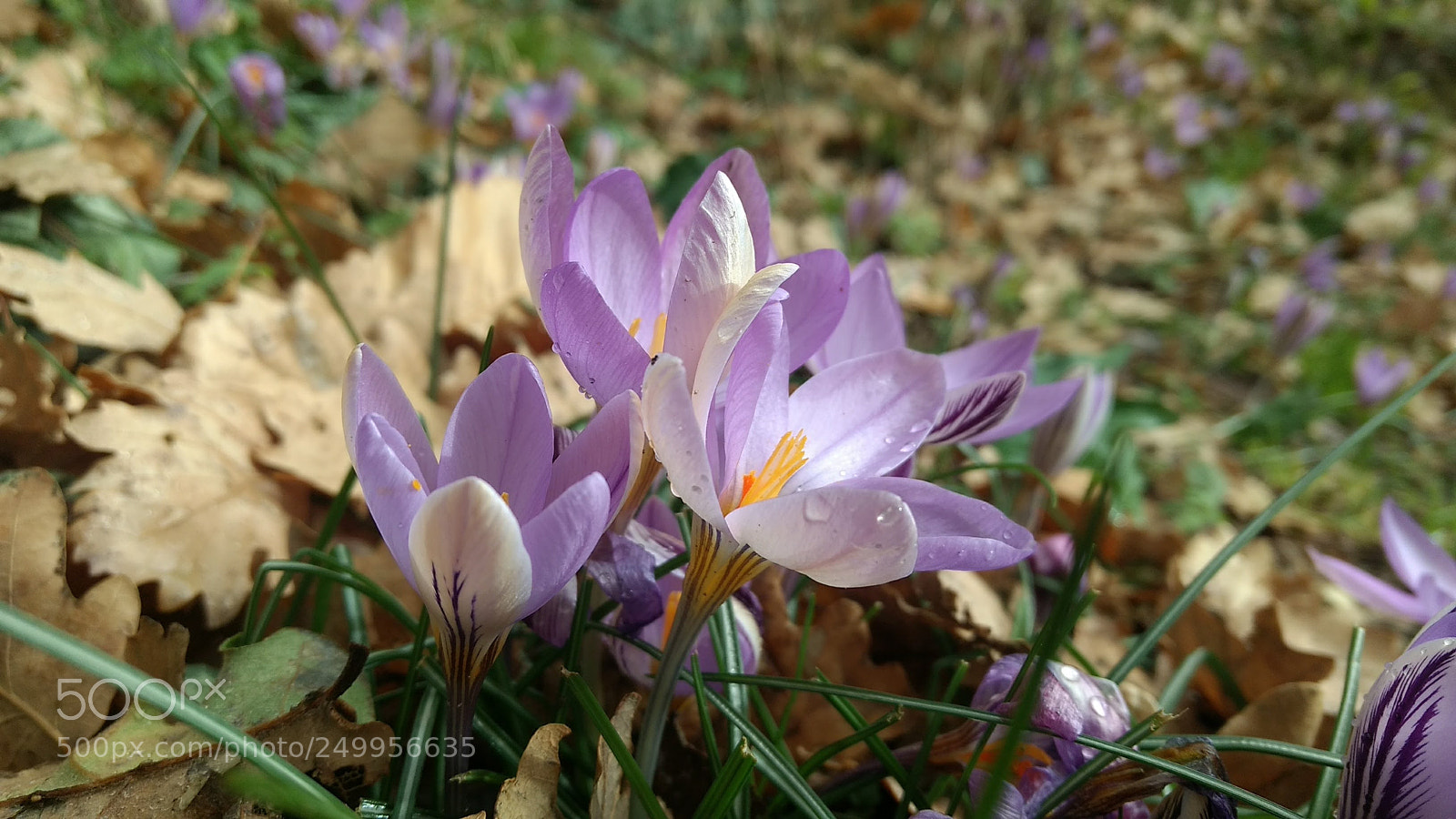 Motorola Moto G (4) sample photo. Bellezas del sendero de photography