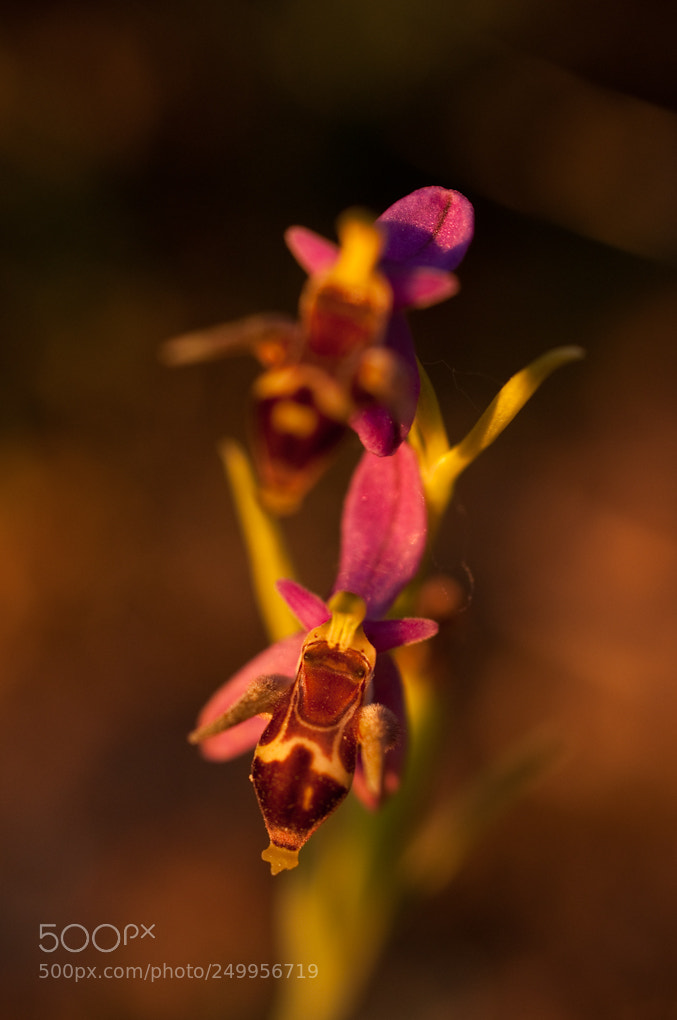 Nikon D90 sample photo. Untitled photography