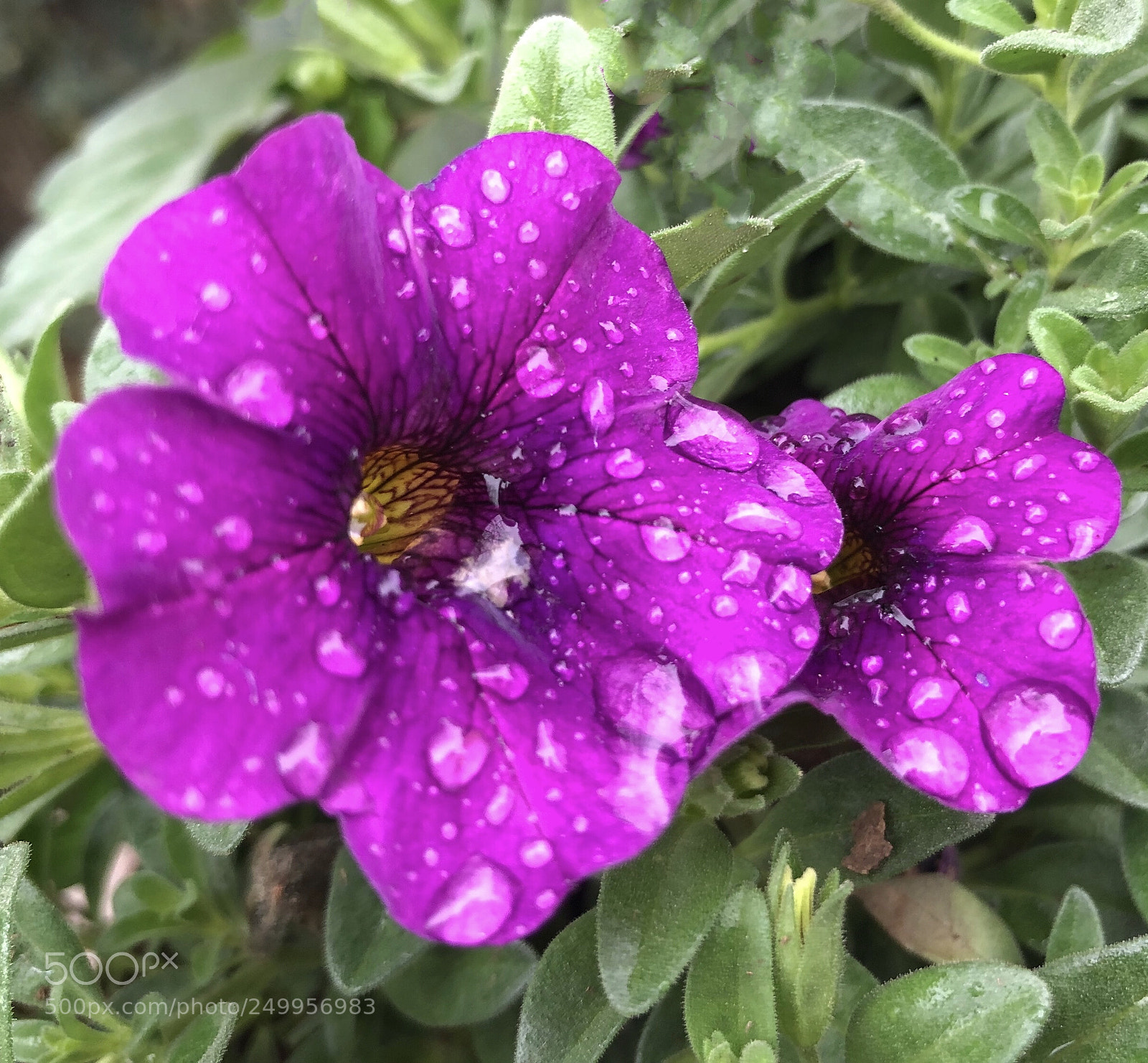Apple iPhone X sample photo. Untitled photography
