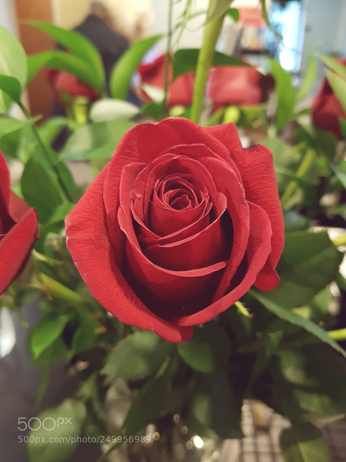 Samsung Galaxy S7 Edge sample photo. Some rose photography