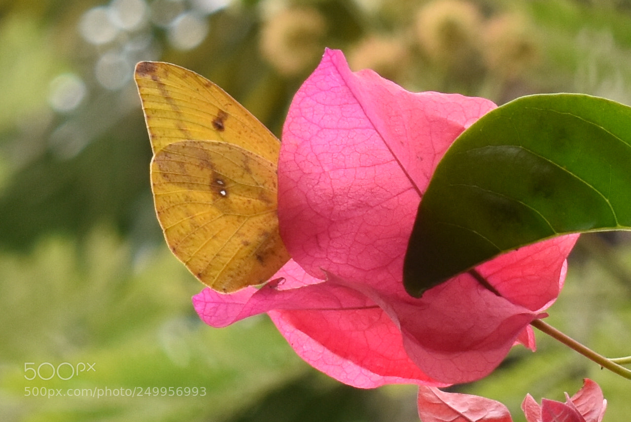 Nikon D3400 sample photo. Abre los ojos... photography