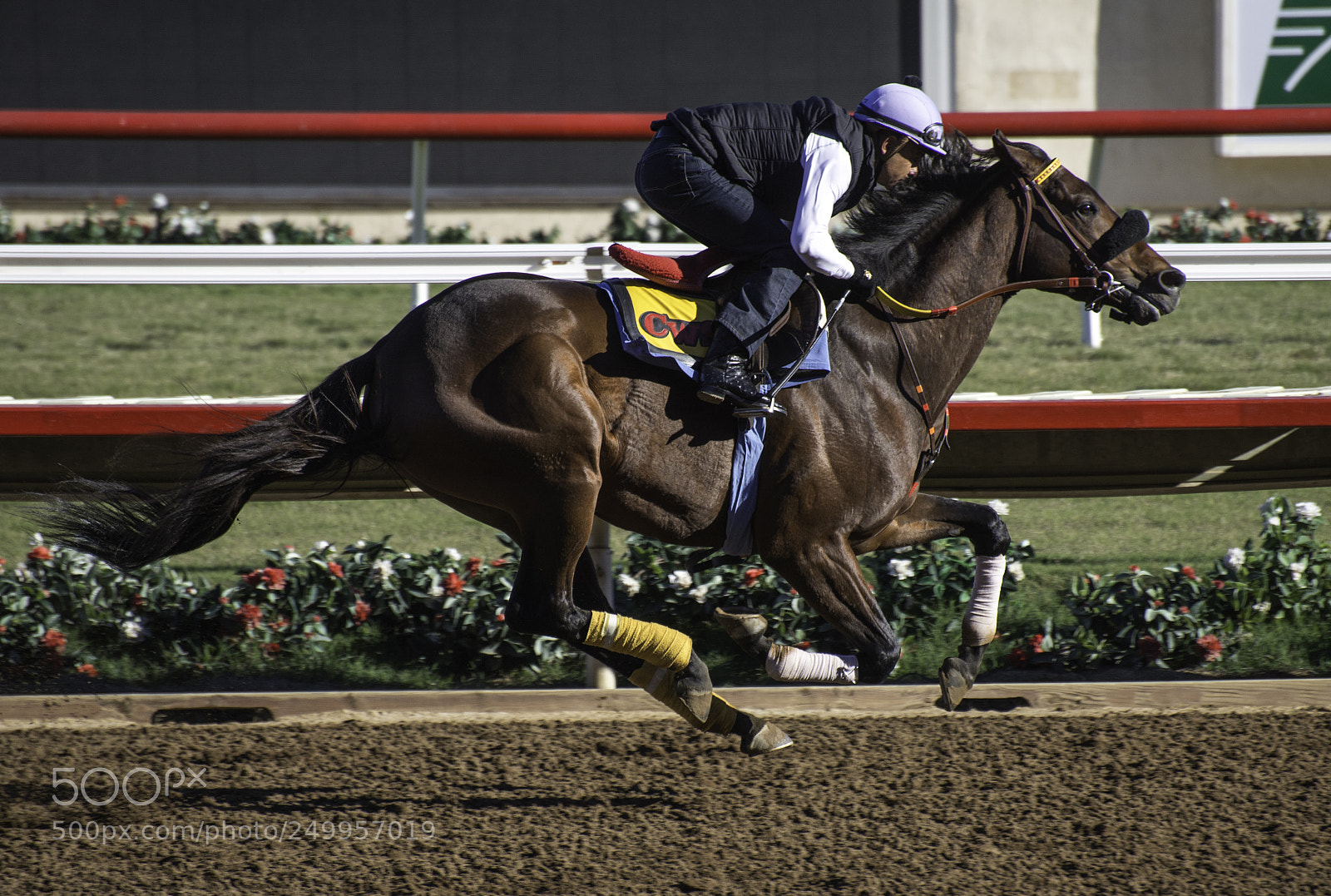 Nikon D610 sample photo. Sandi marasco adore photography photography