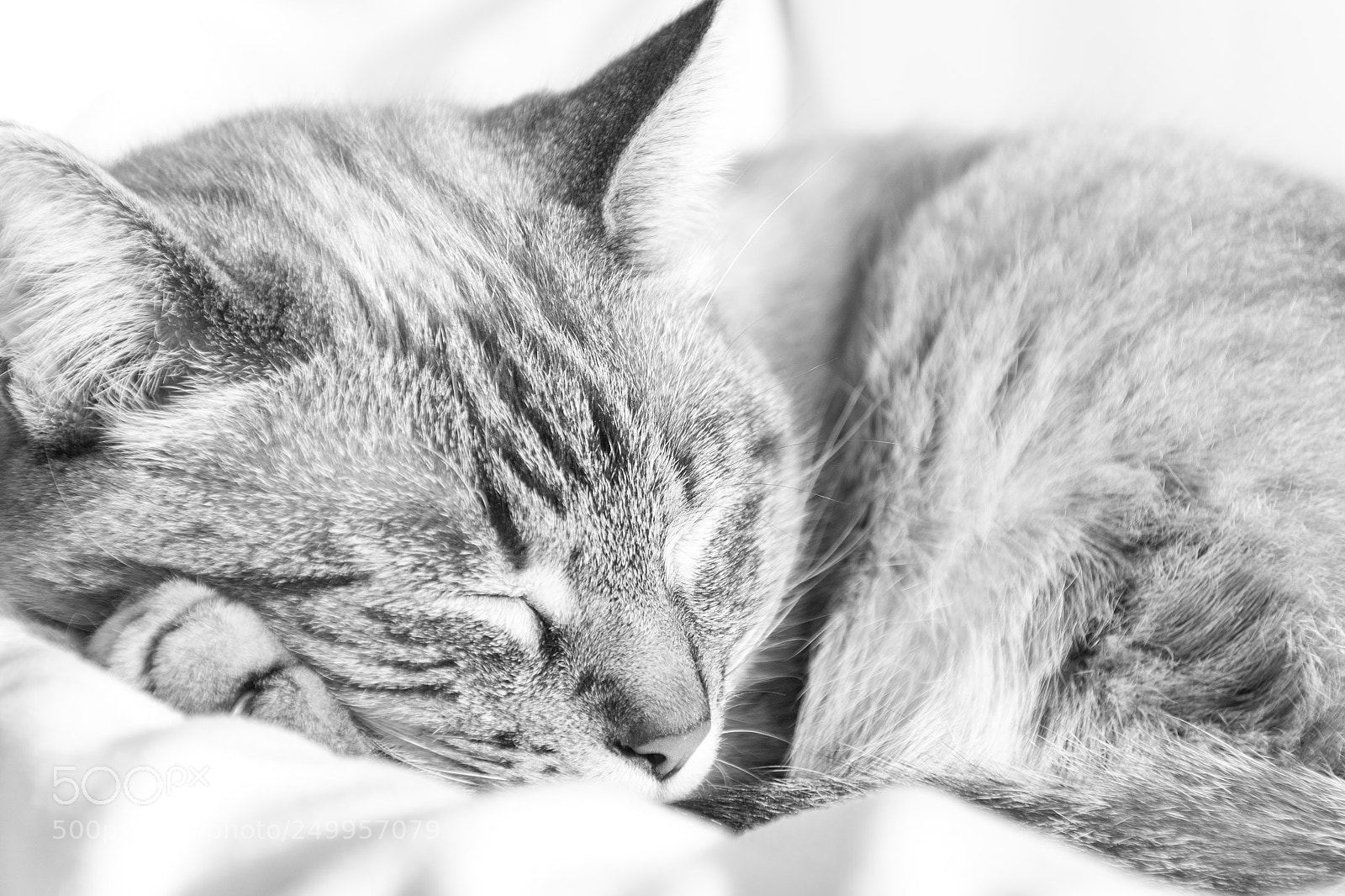 Nikon D3100 sample photo. Zzz photography