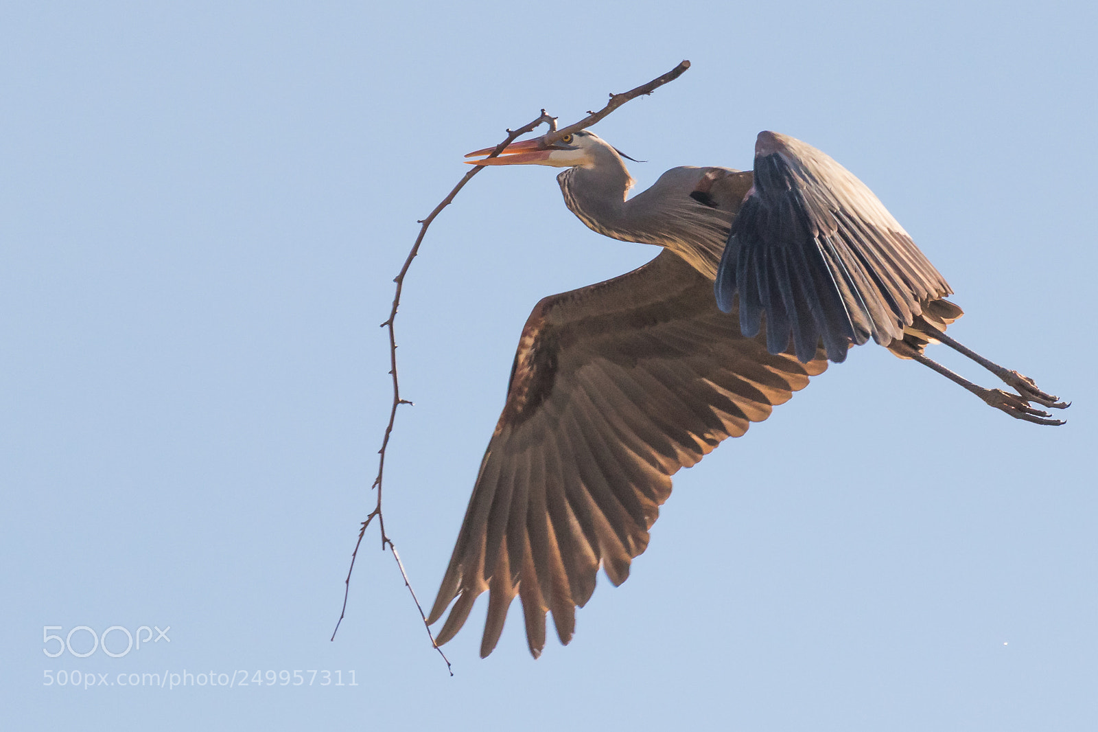 Canon EOS 80D sample photo. Great blue heron photography