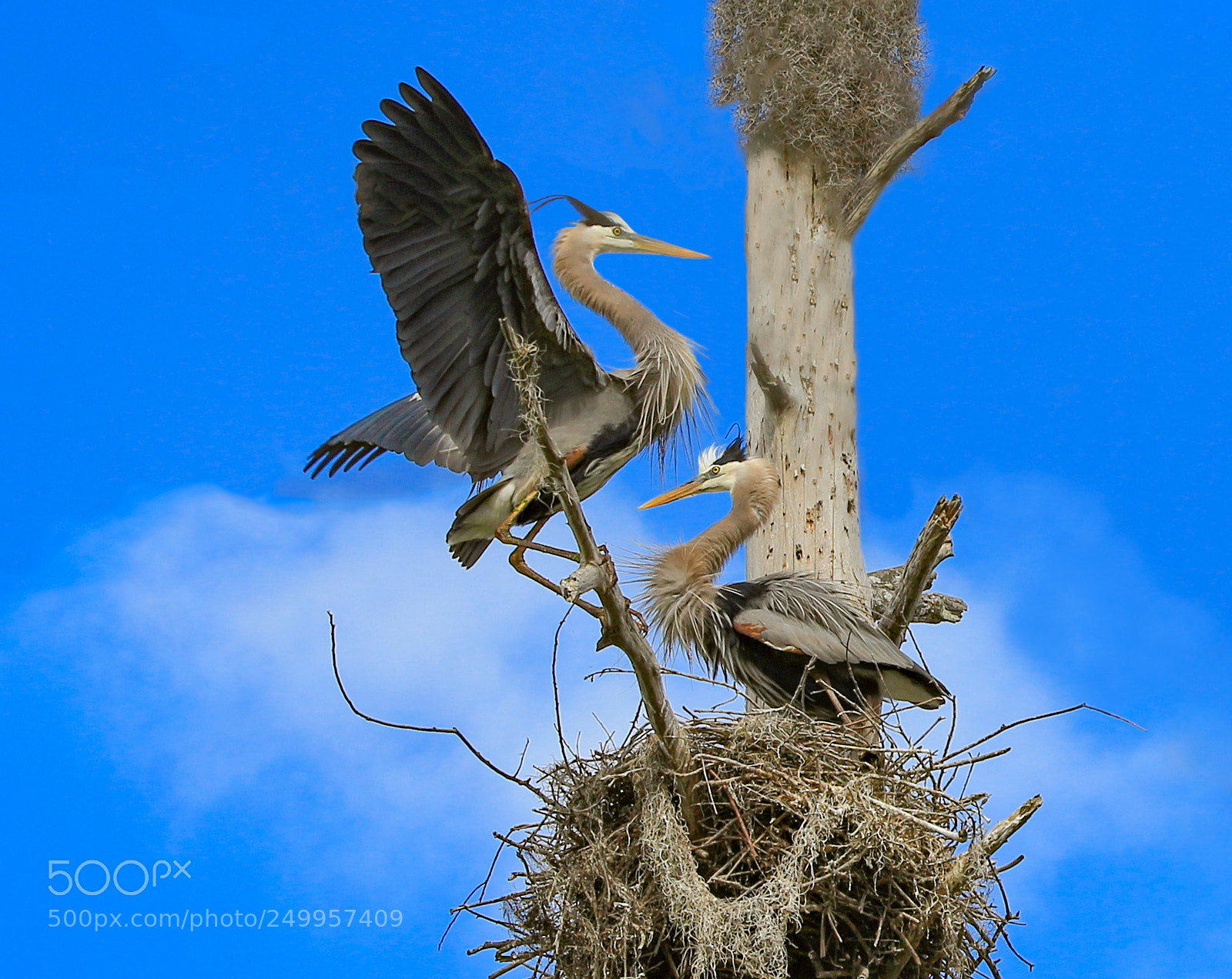 Canon EOS 650D (EOS Rebel T4i / EOS Kiss X6i) sample photo. Blue herons in a photography