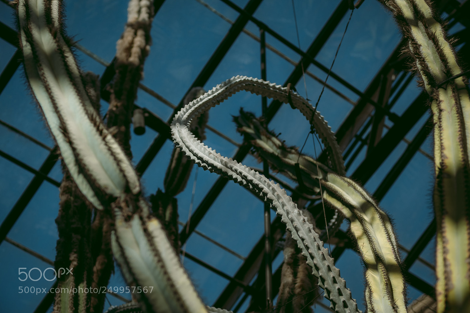 Fujifilm X-Pro2 sample photo. Cactus streach photography