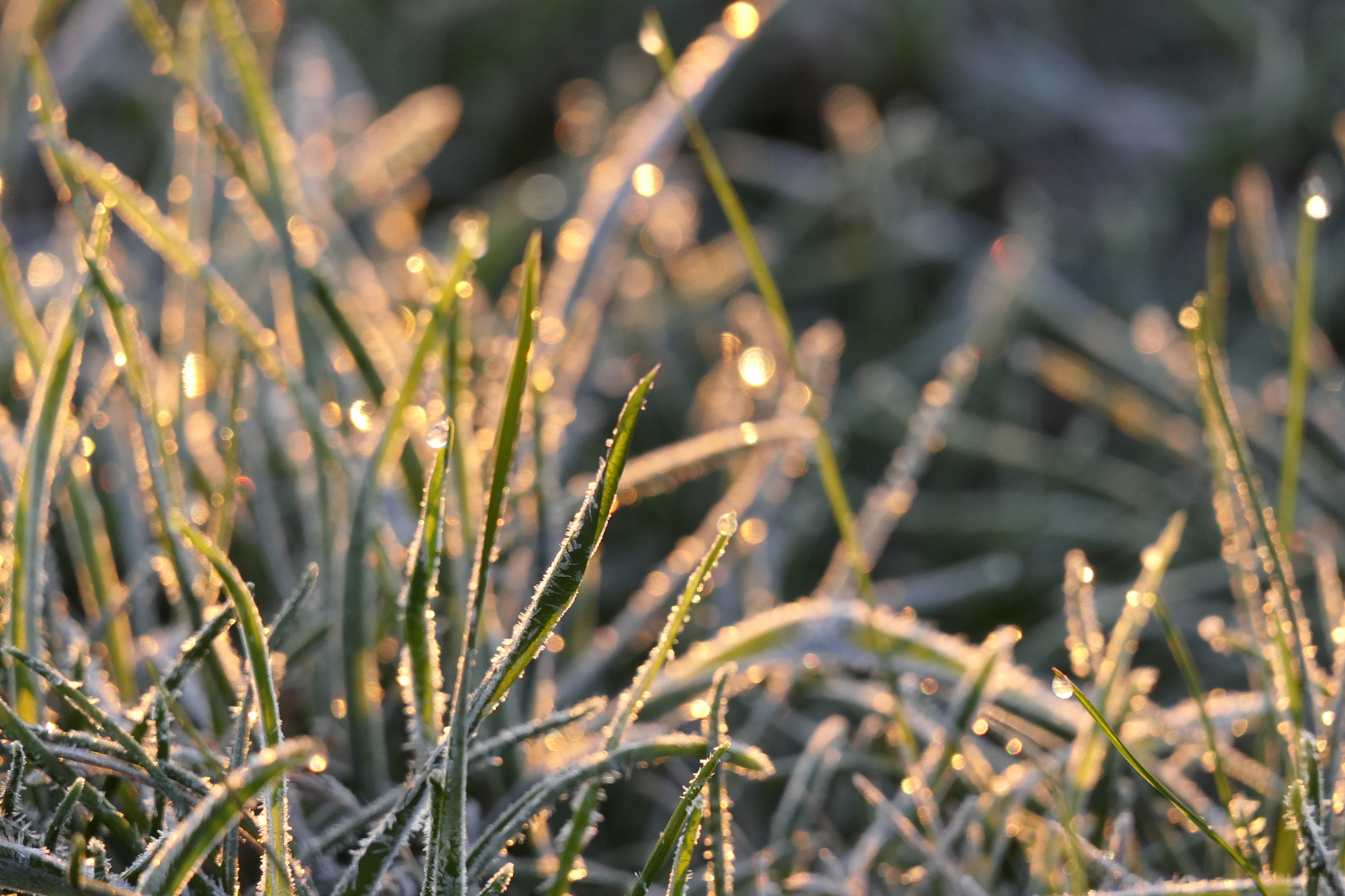 Panasonic Lumix DMC-FZ2500 (Lumix DMC-FZ2000) sample photo. Frostygrass.jpg photography