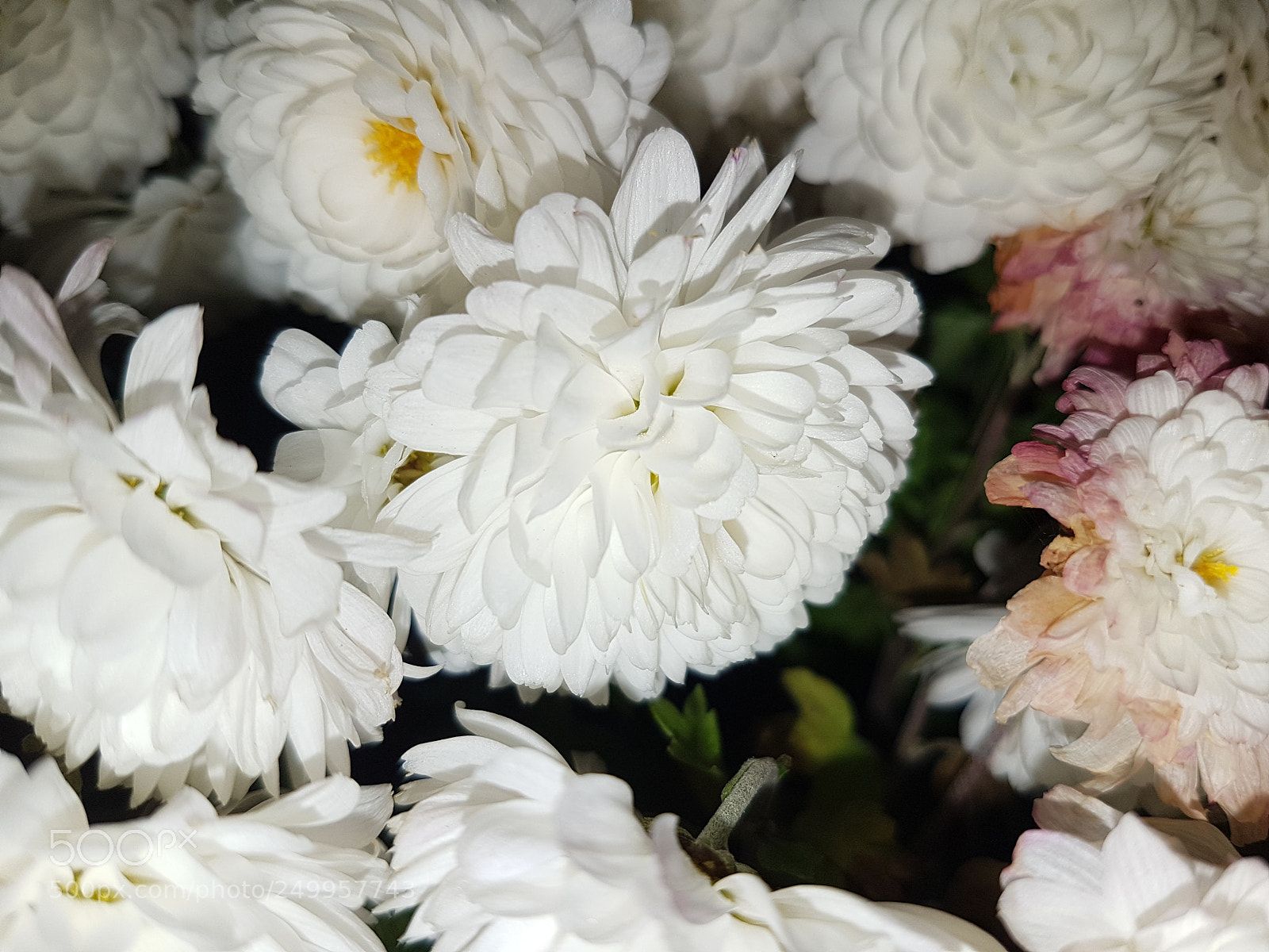 Samsung Galaxy S7 Edge sample photo. White flowers photography