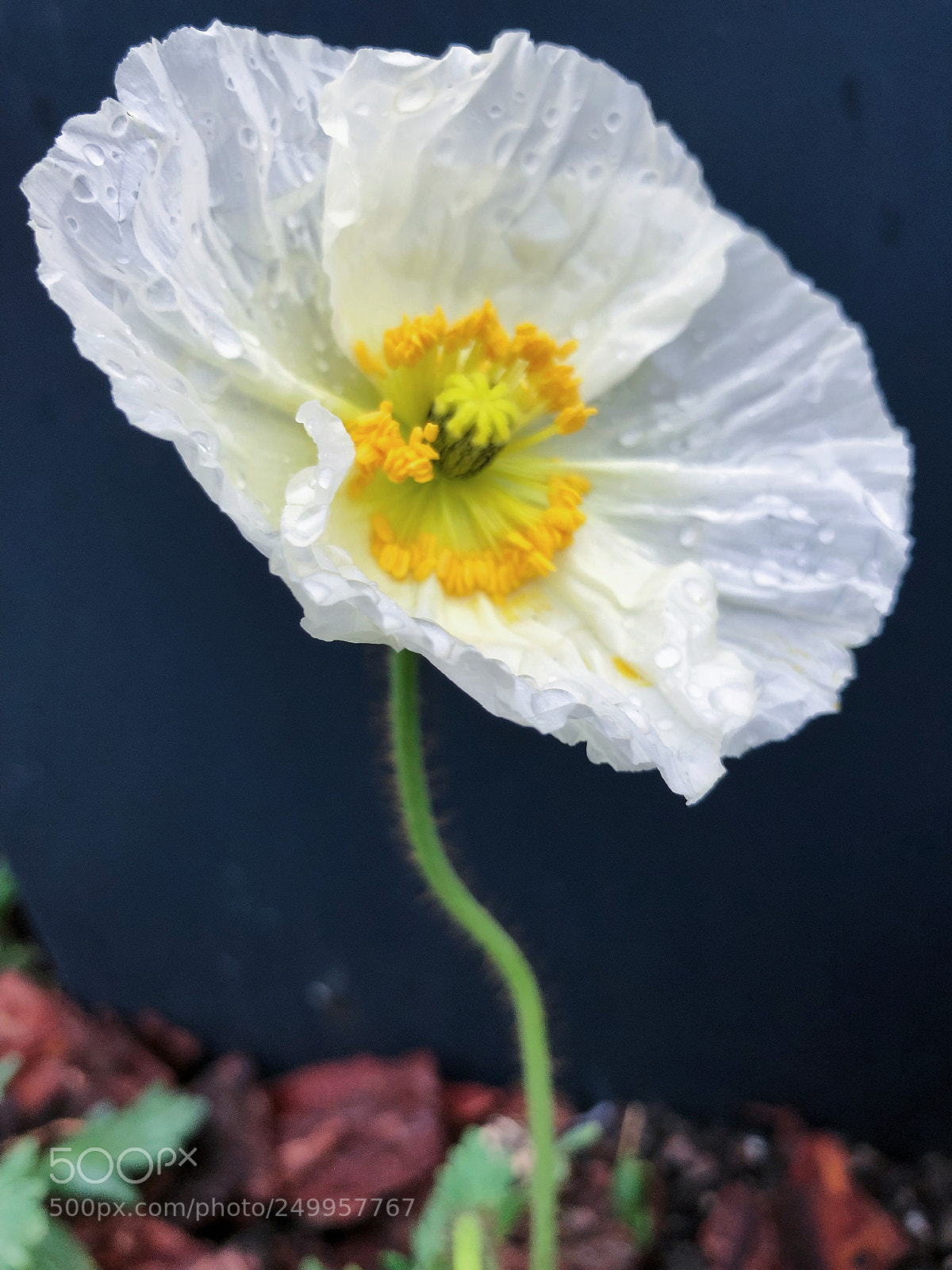 Apple iPhone X sample photo. Untitled photography