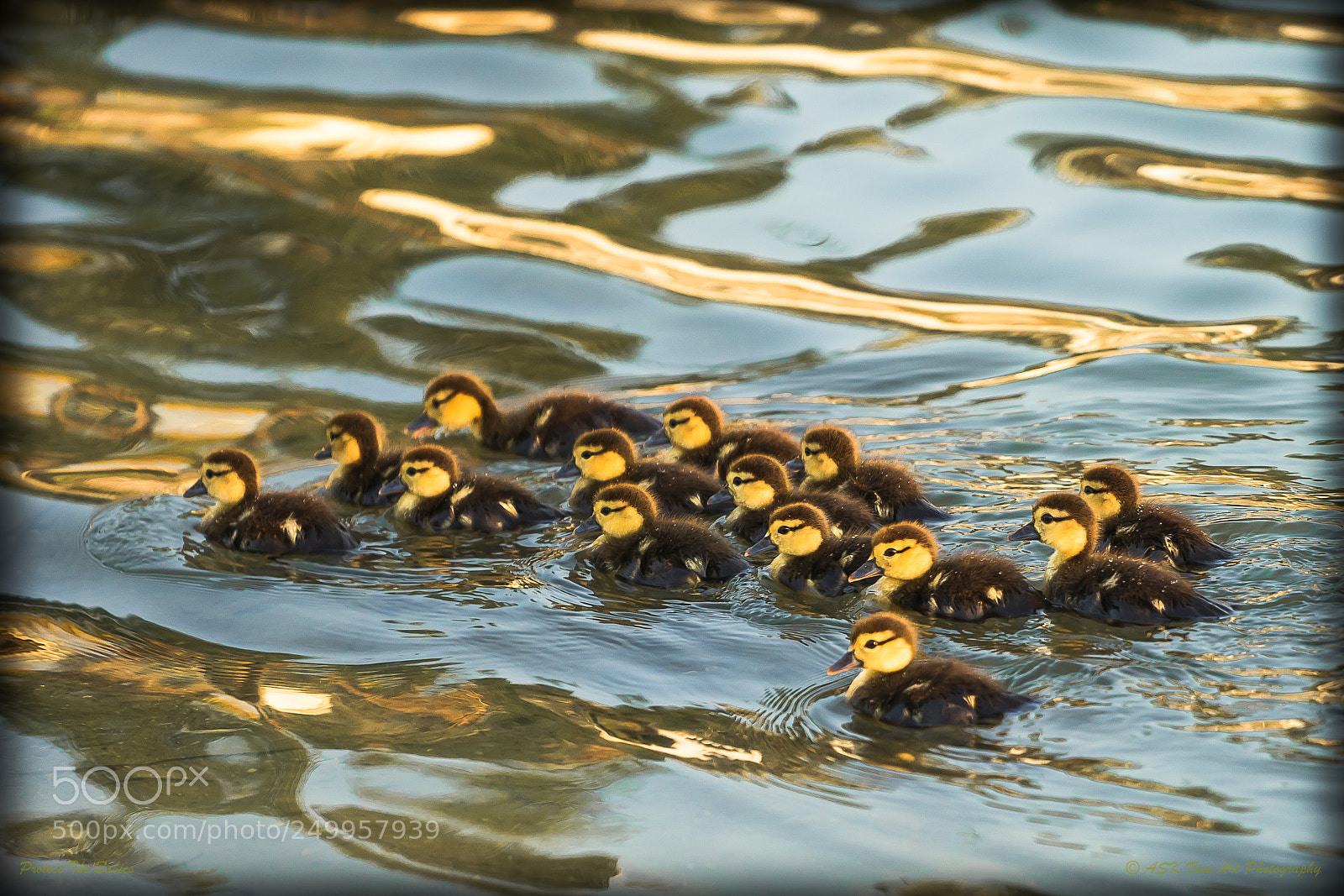 Sony a7 sample photo. Protect the babies photography