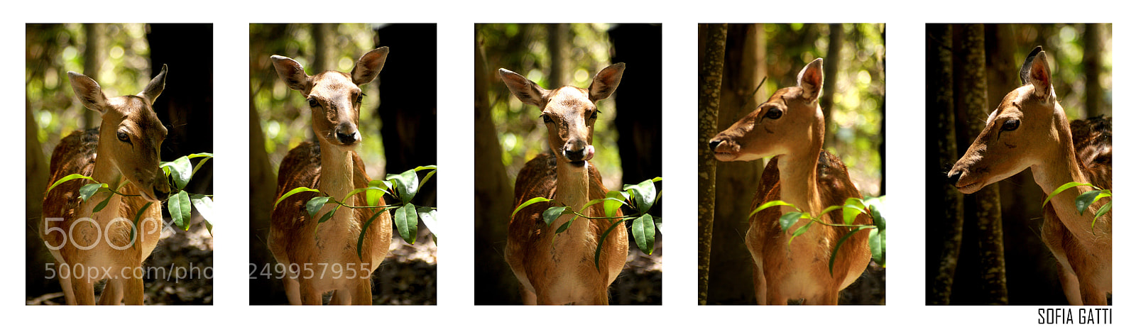 Nikon D90 sample photo. Secuencia antilope photography