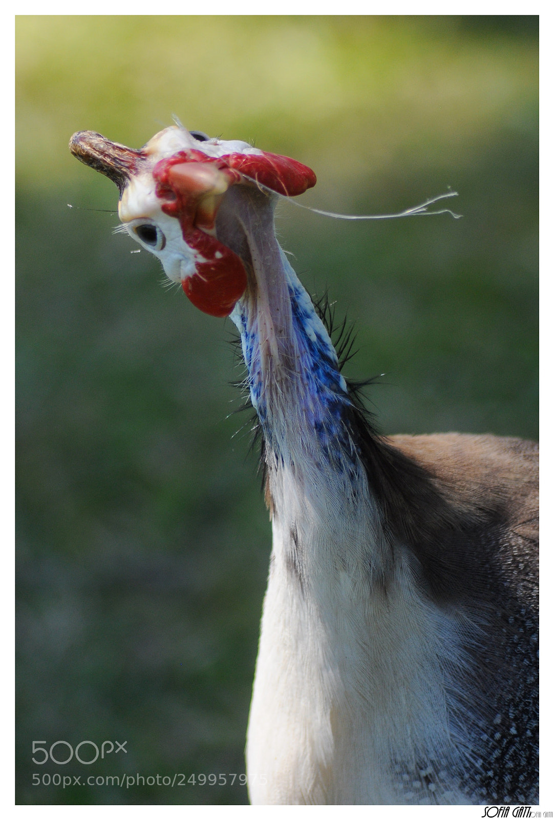 Nikon D90 sample photo. Gallo! photography